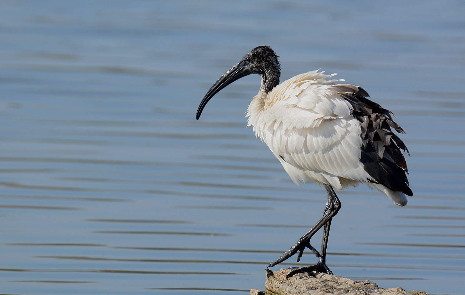 sacred ibis
