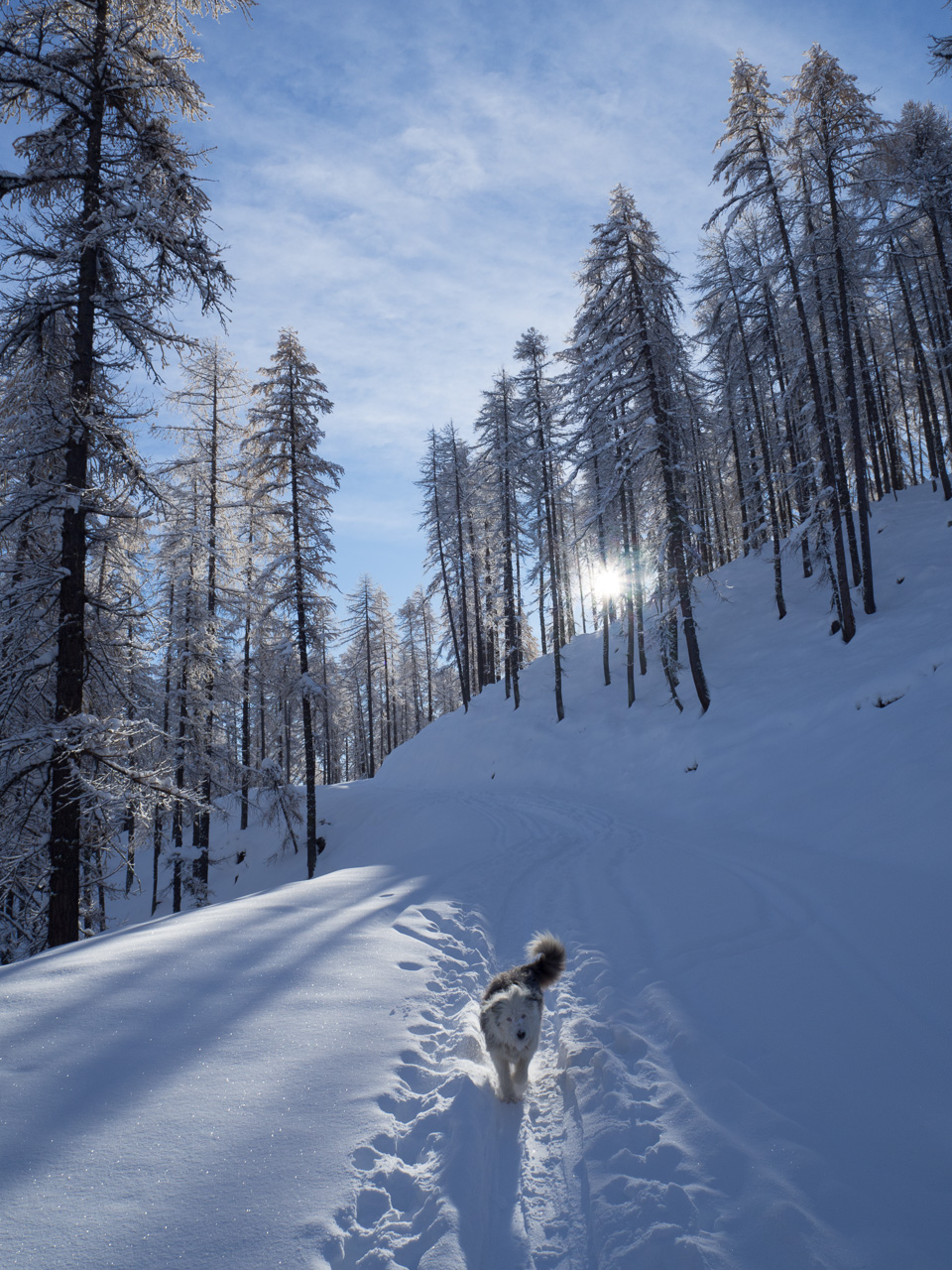 Neve fresca in Valle Stura