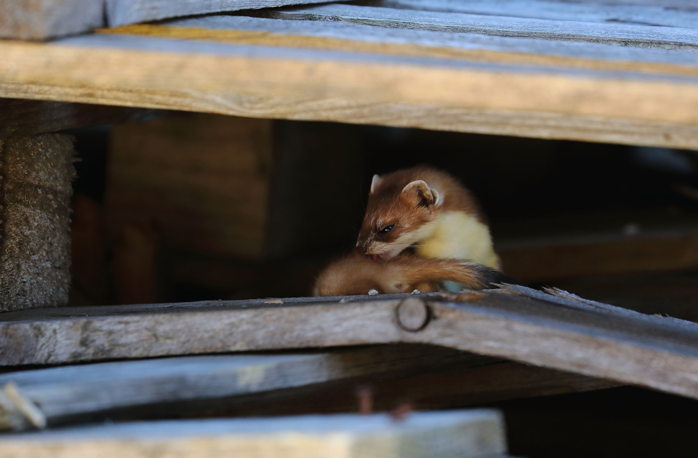 The Ermellino cleaning