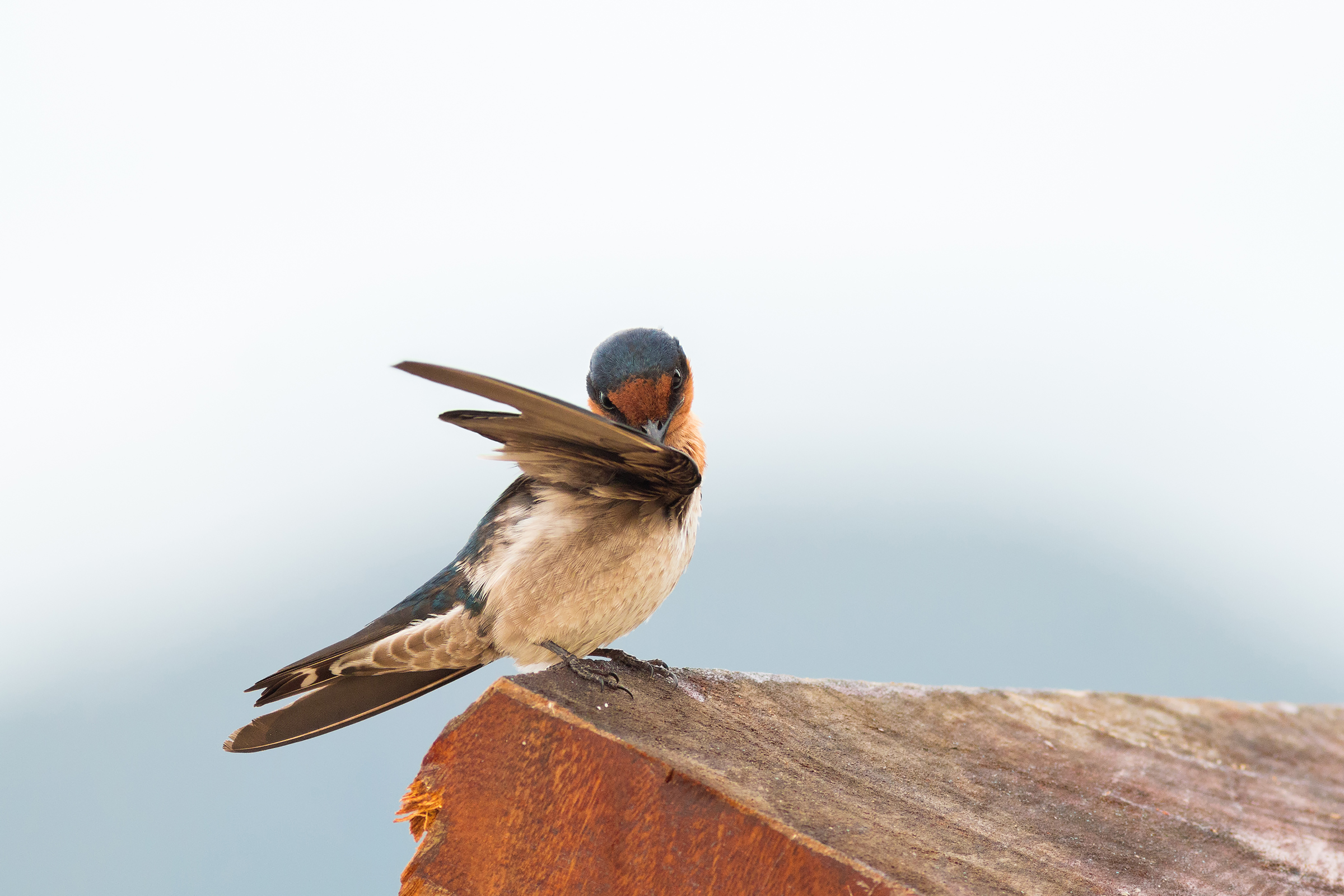 Hirundo Tahitica