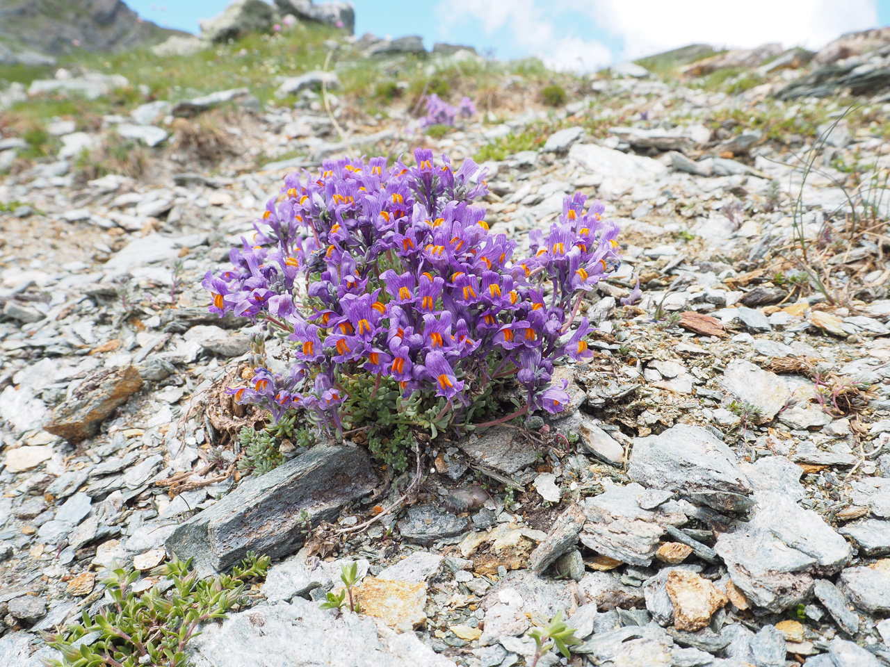 Linaria alpina in alta Valle Grana