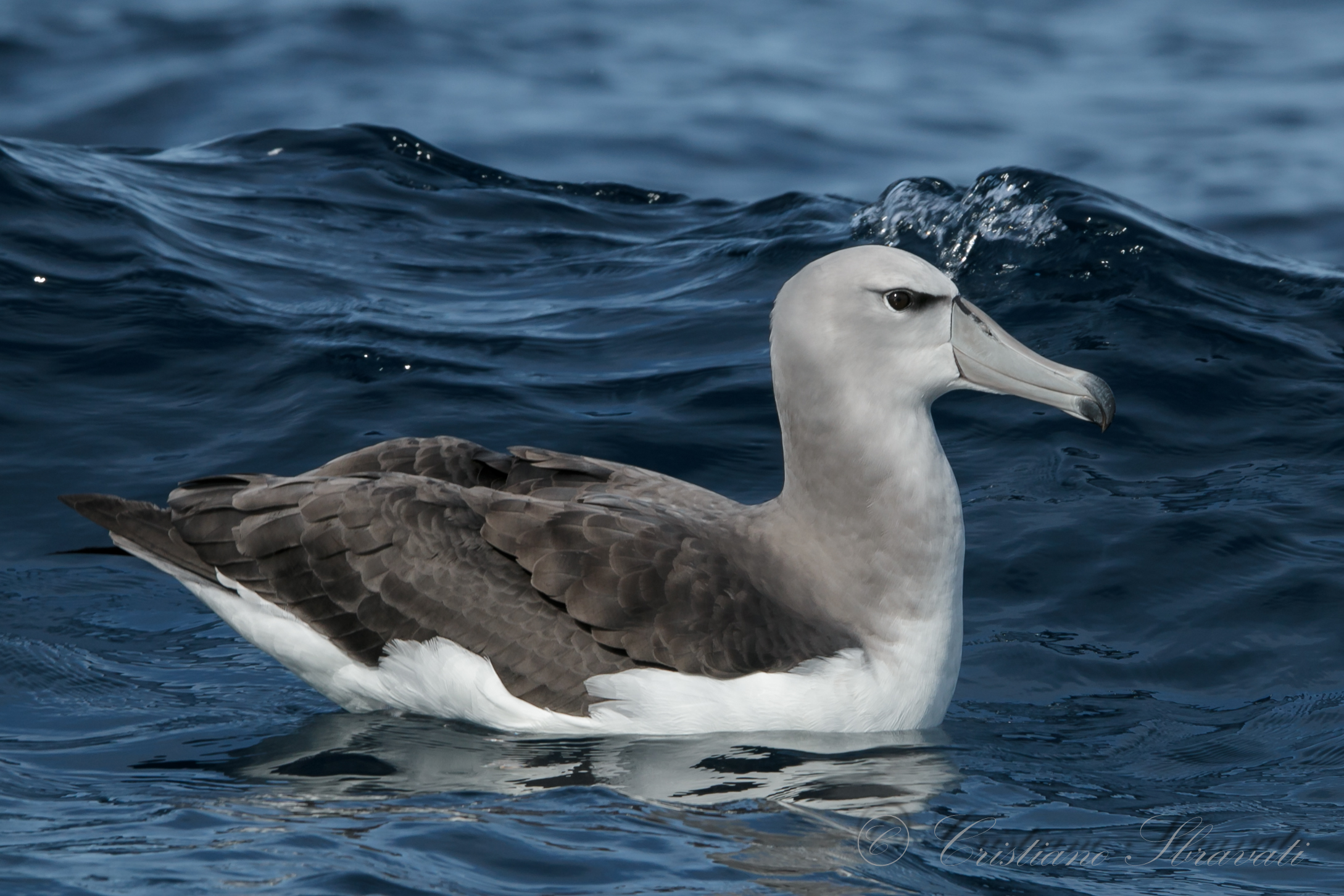 Shy Albatross juv