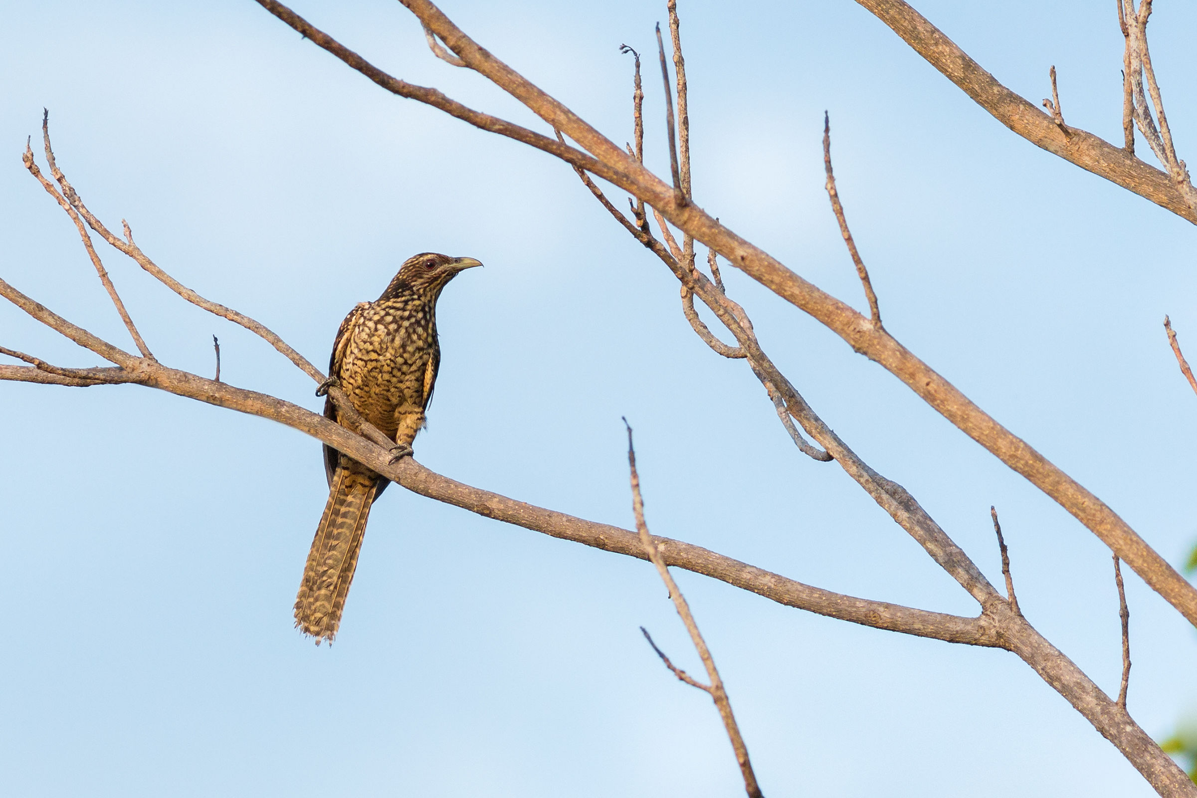 Asian Koel