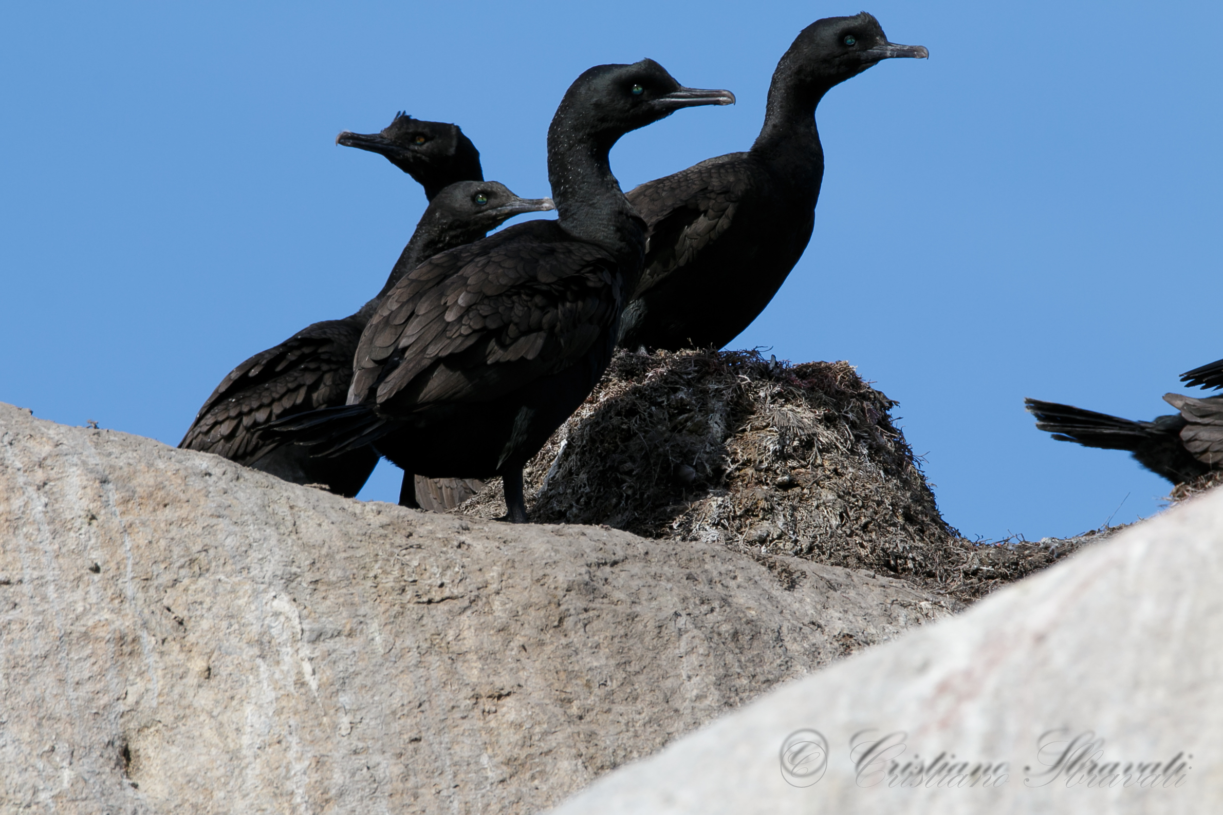 Bank cormorant