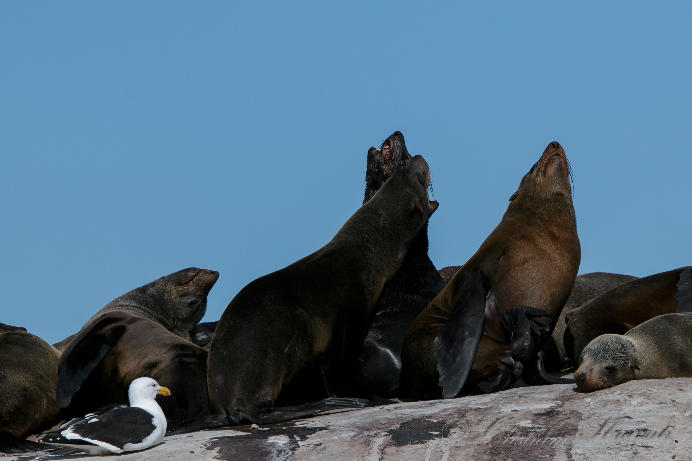 Otaria Orsina - colony