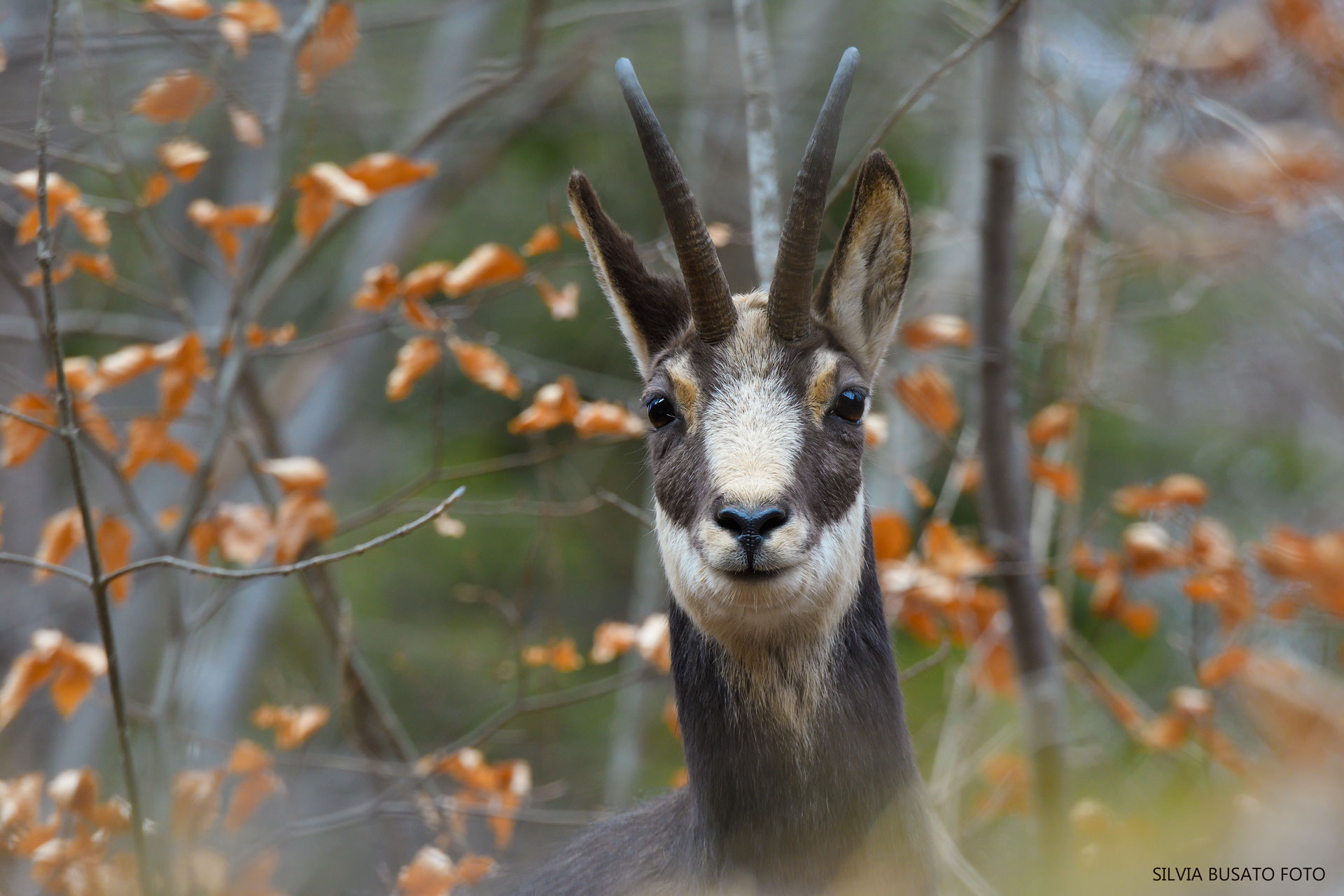 Chamois - Rupicapra rupicapra