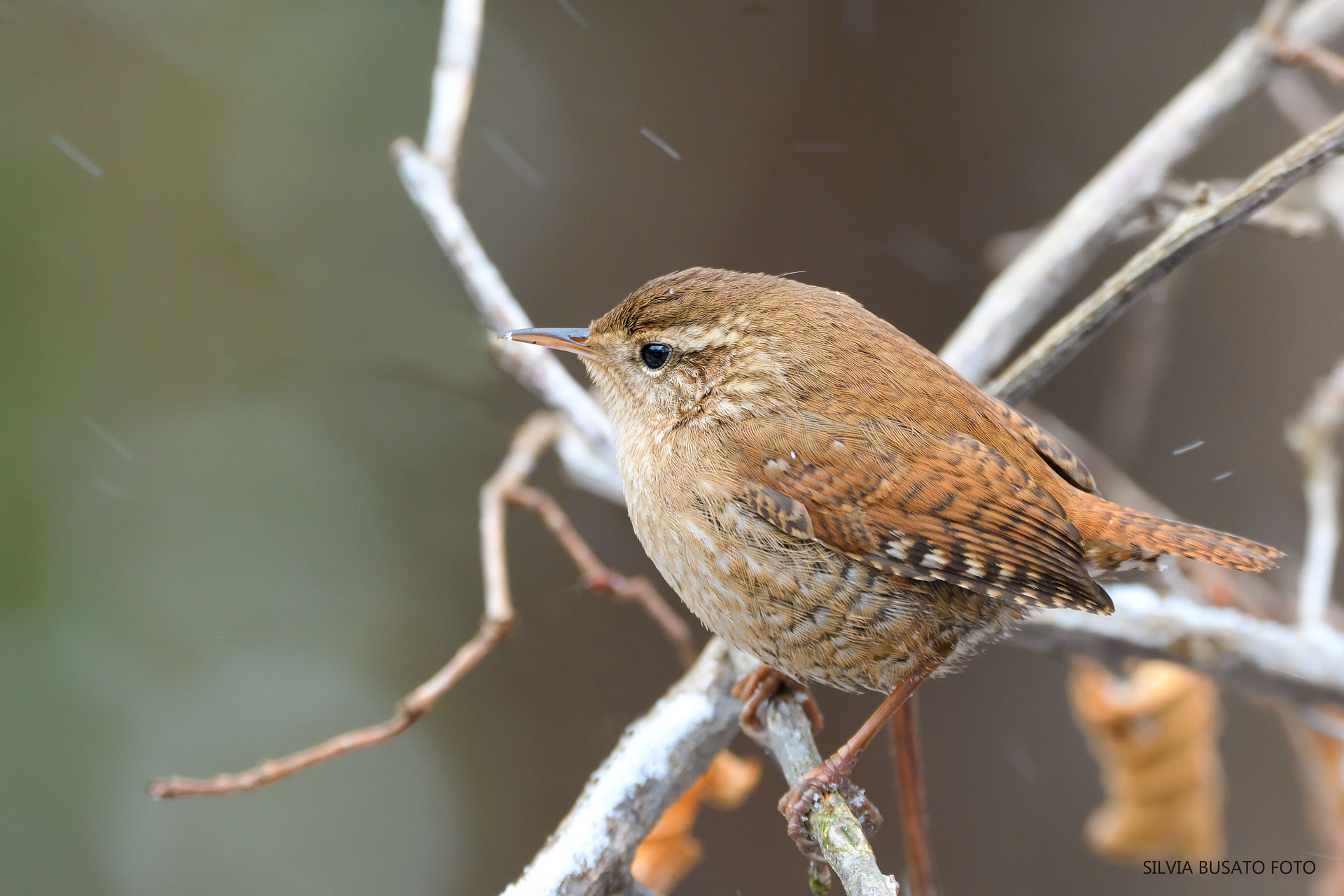 The wren and the snow