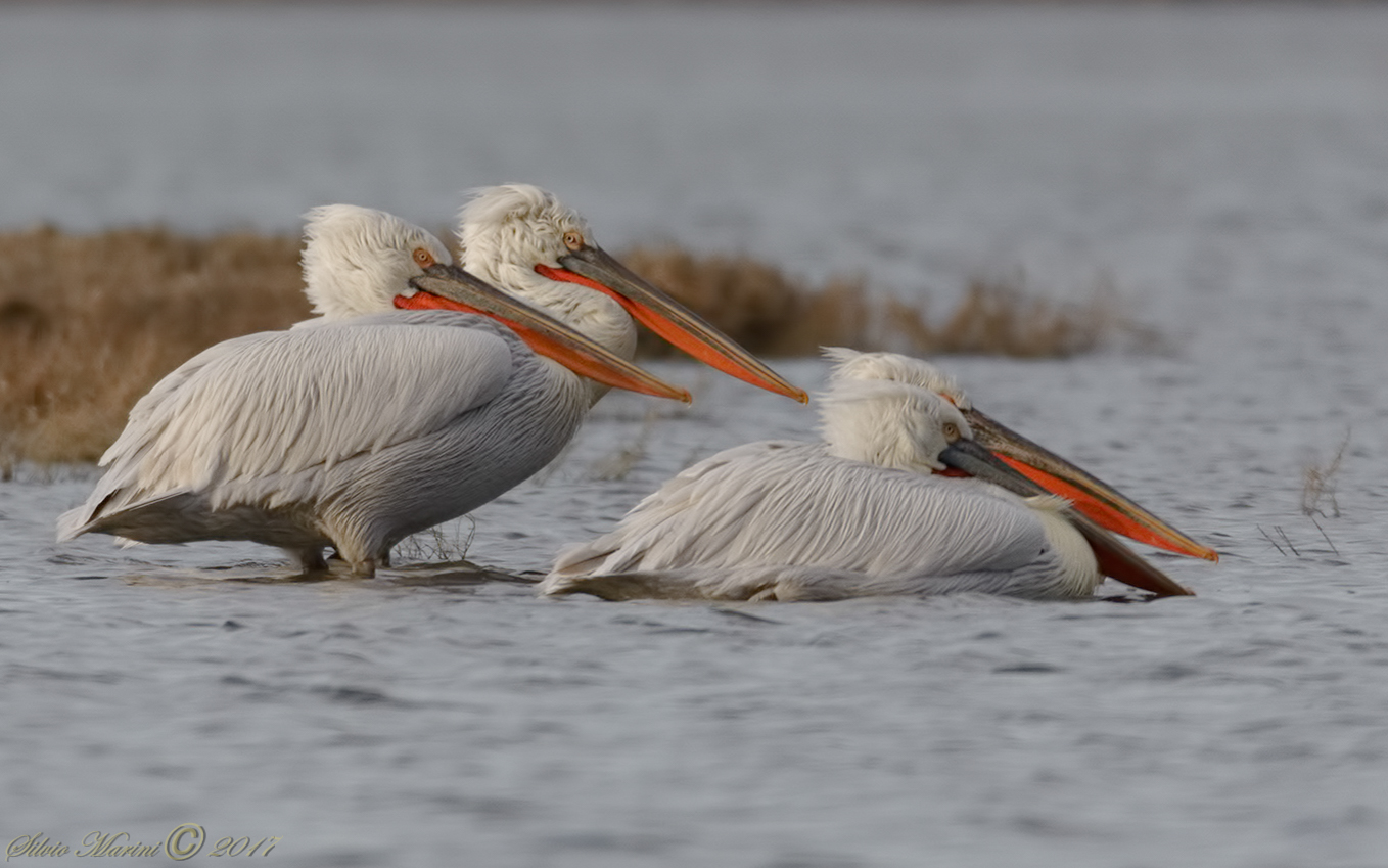 Pellicano riccio (Pelecanus crispus)