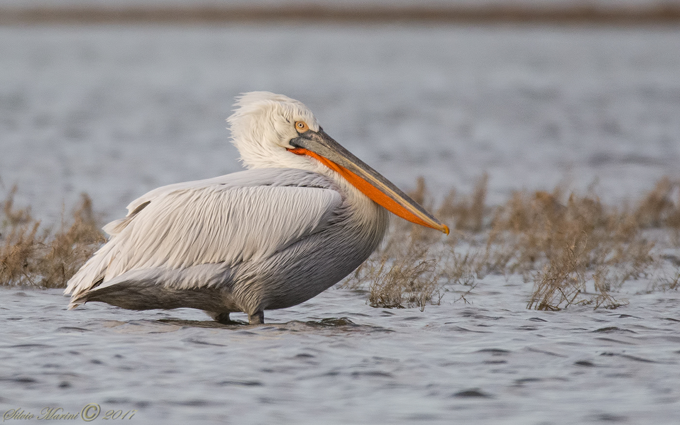 Pellicano riccio (Pelecanus crispus)