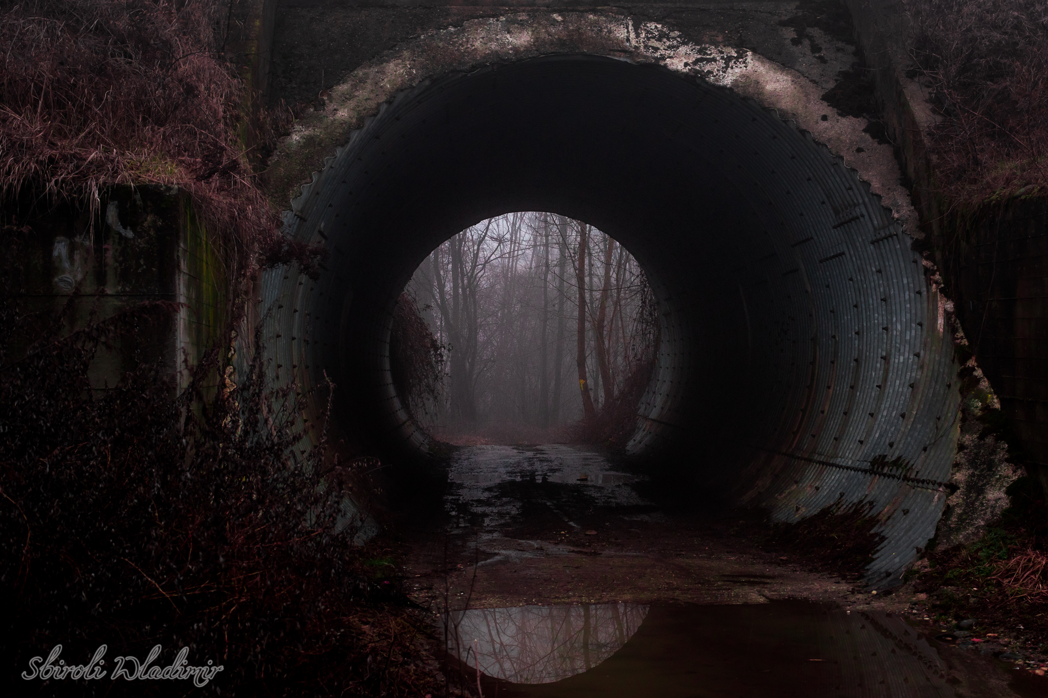 Access to the forest