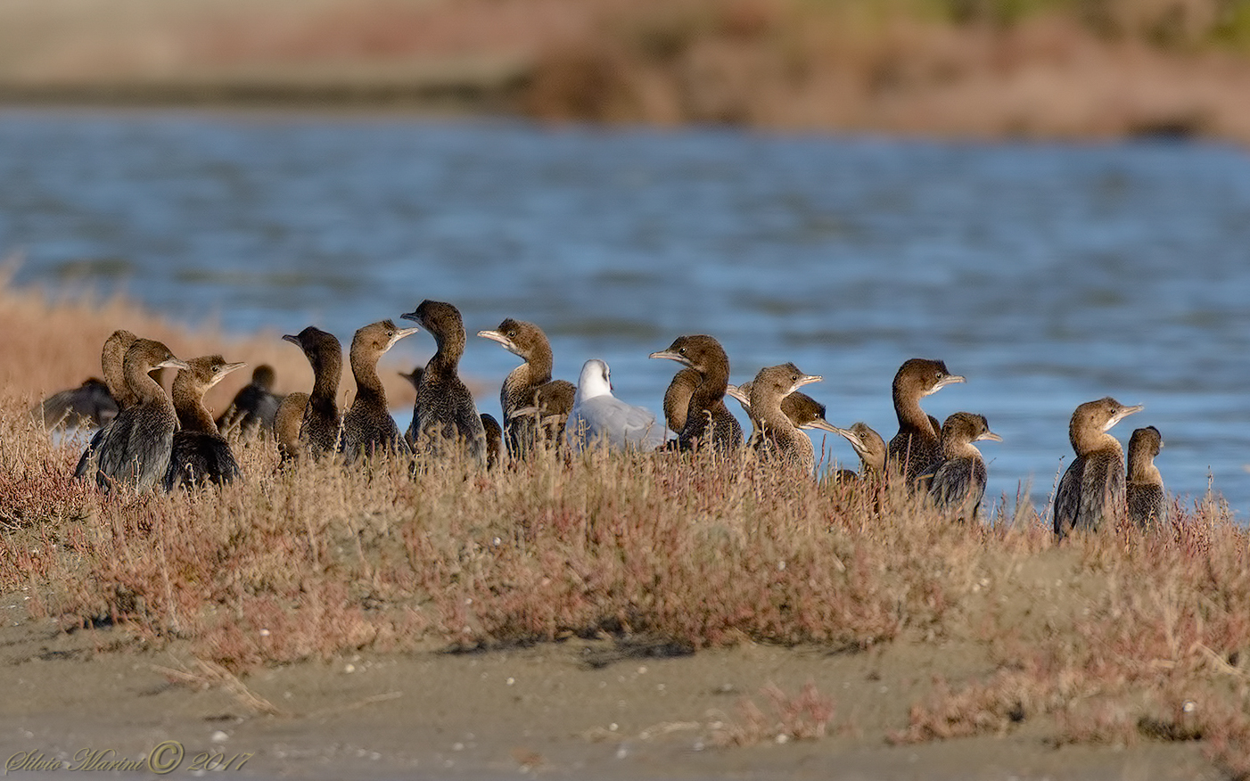 Marangone minore (Phalacrocorax pygmeus)