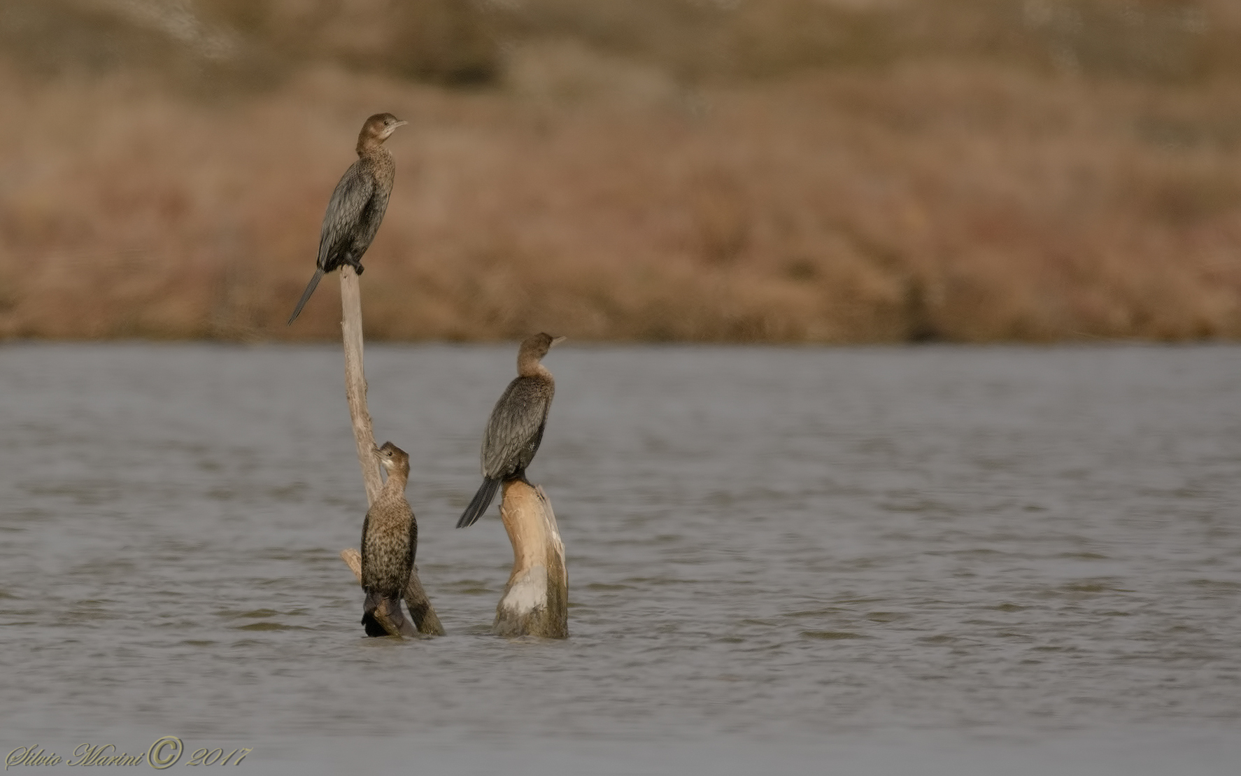 Marangone minore (Phalacrocorax pygmeus)