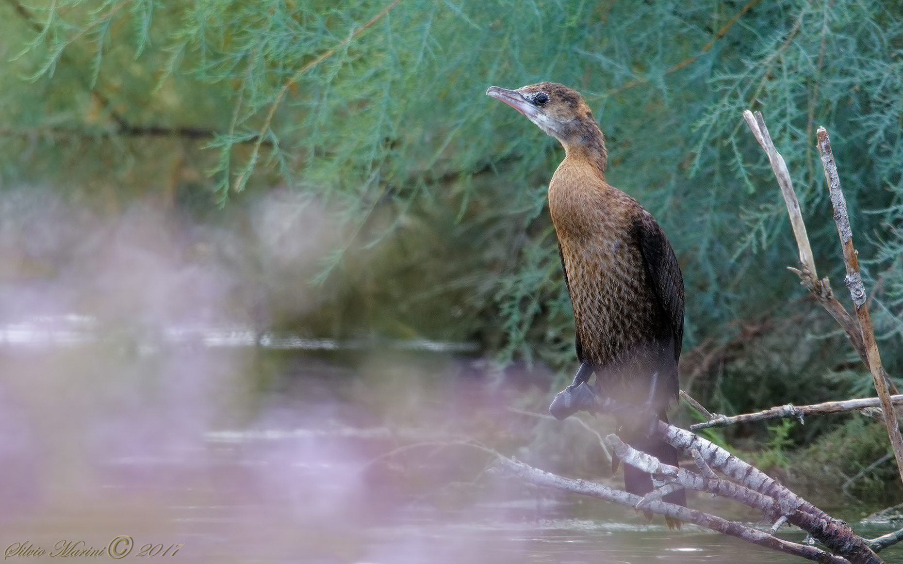 Marangone minore (Phalacrocorax pygmeus)