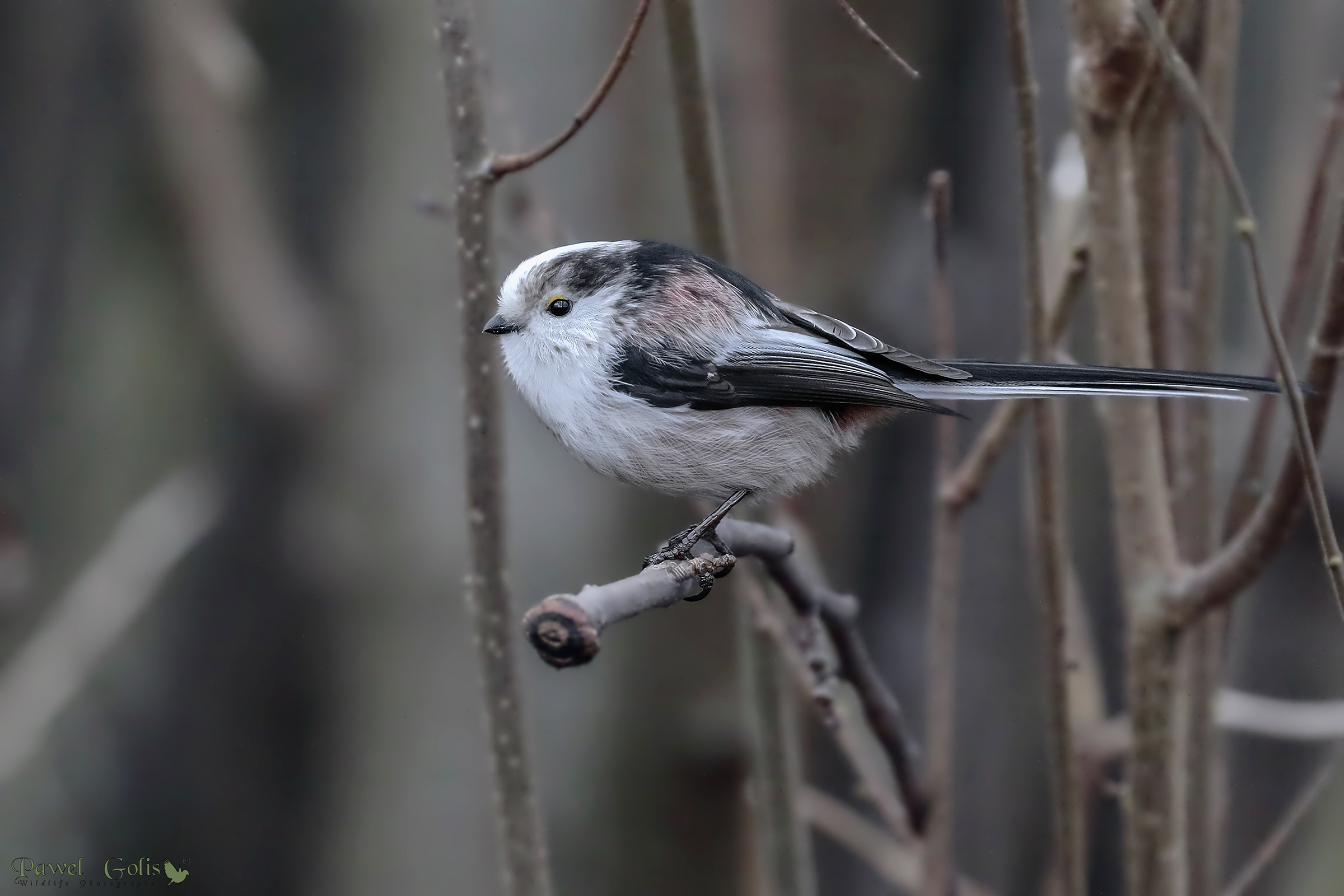 Long-tailed Tit