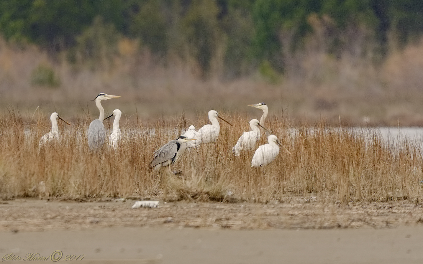 Airone cenerino (Ardea cinirea)-Spatola (Platalea leuc