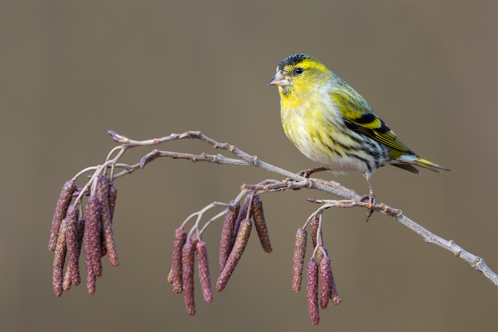 Siskin eurasiatico