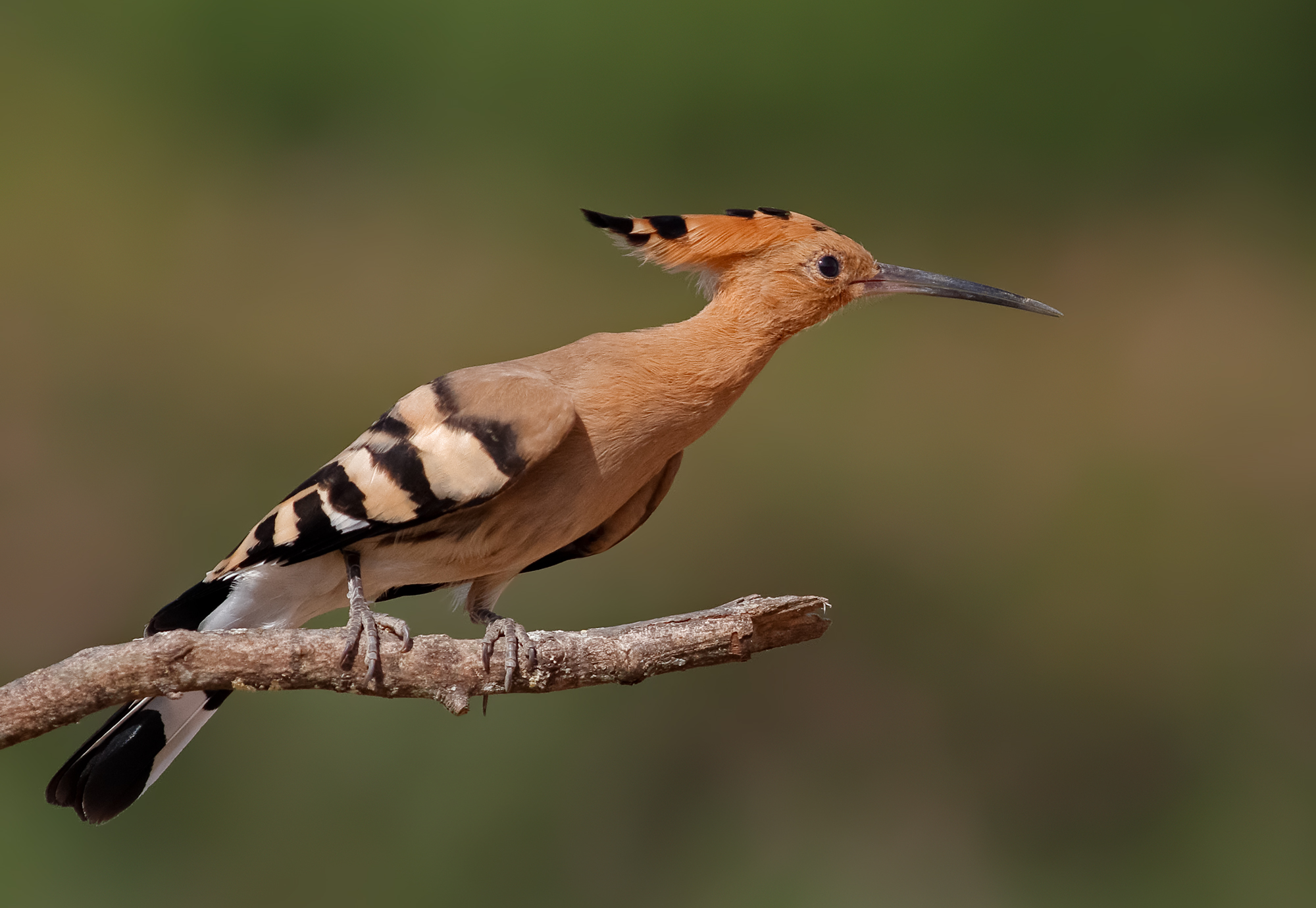 Hoopoe