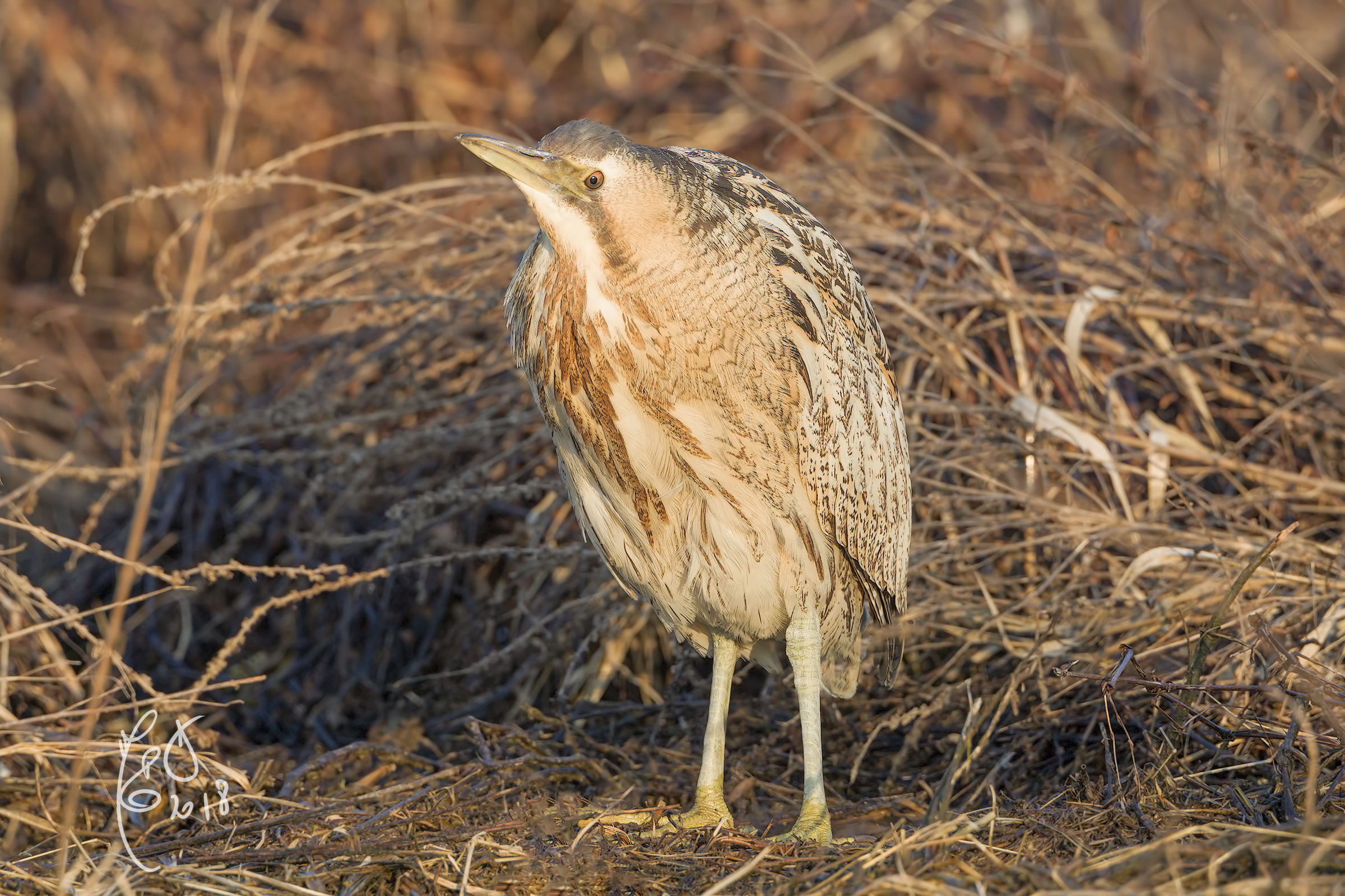 Bittern