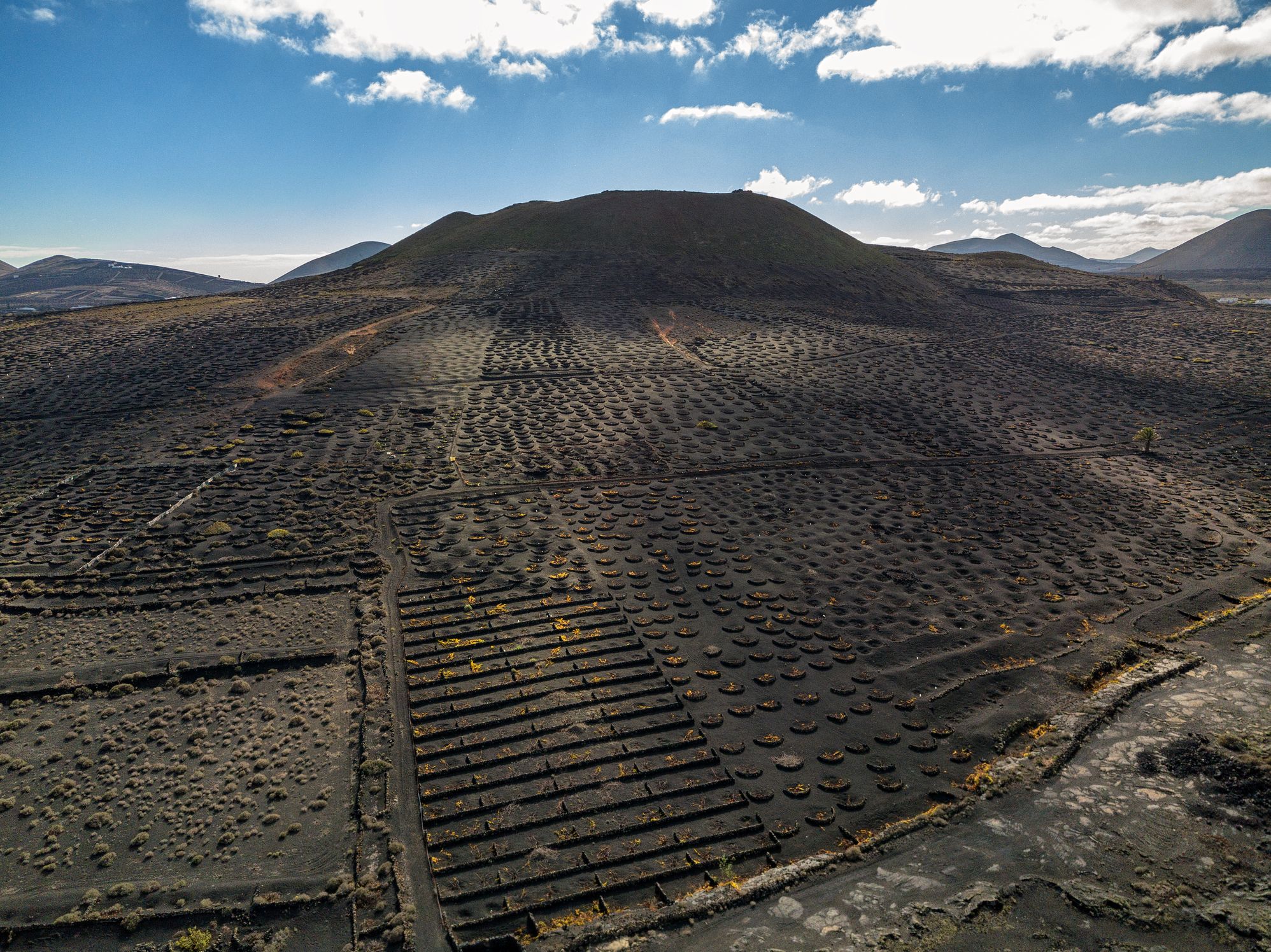 Lanzarote Vineyard