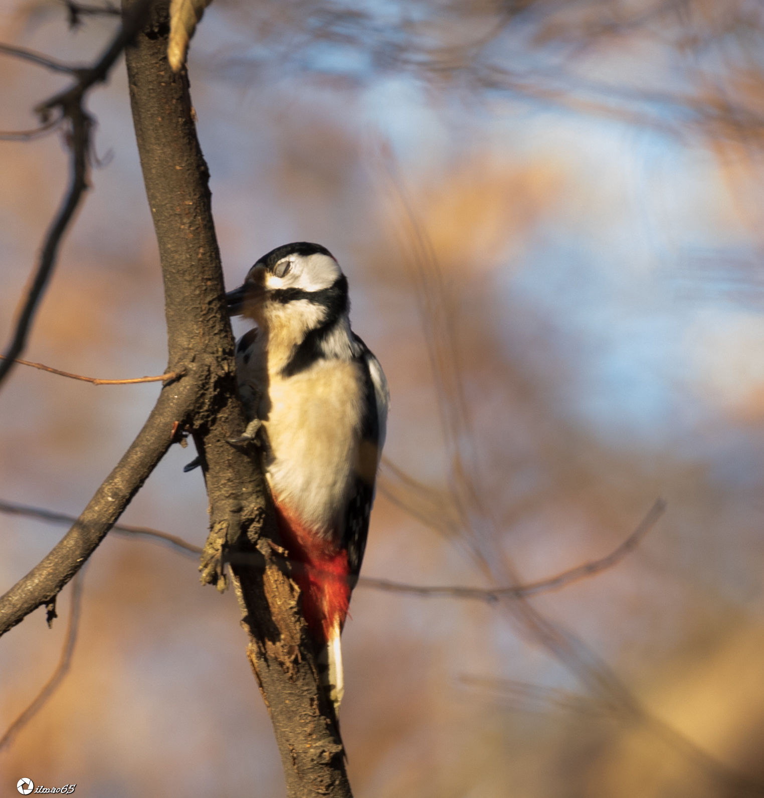 Woodpecker