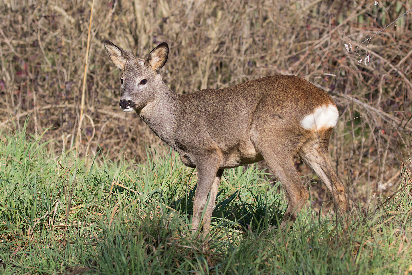 Capriolo juv