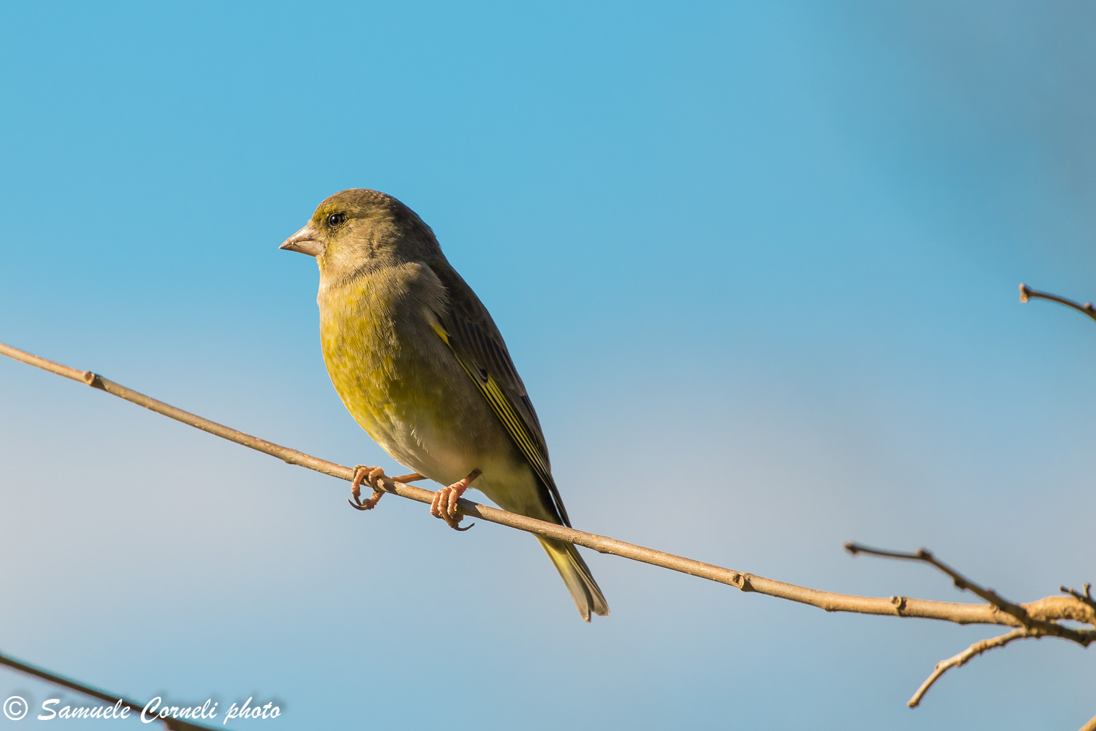The female chaffinch