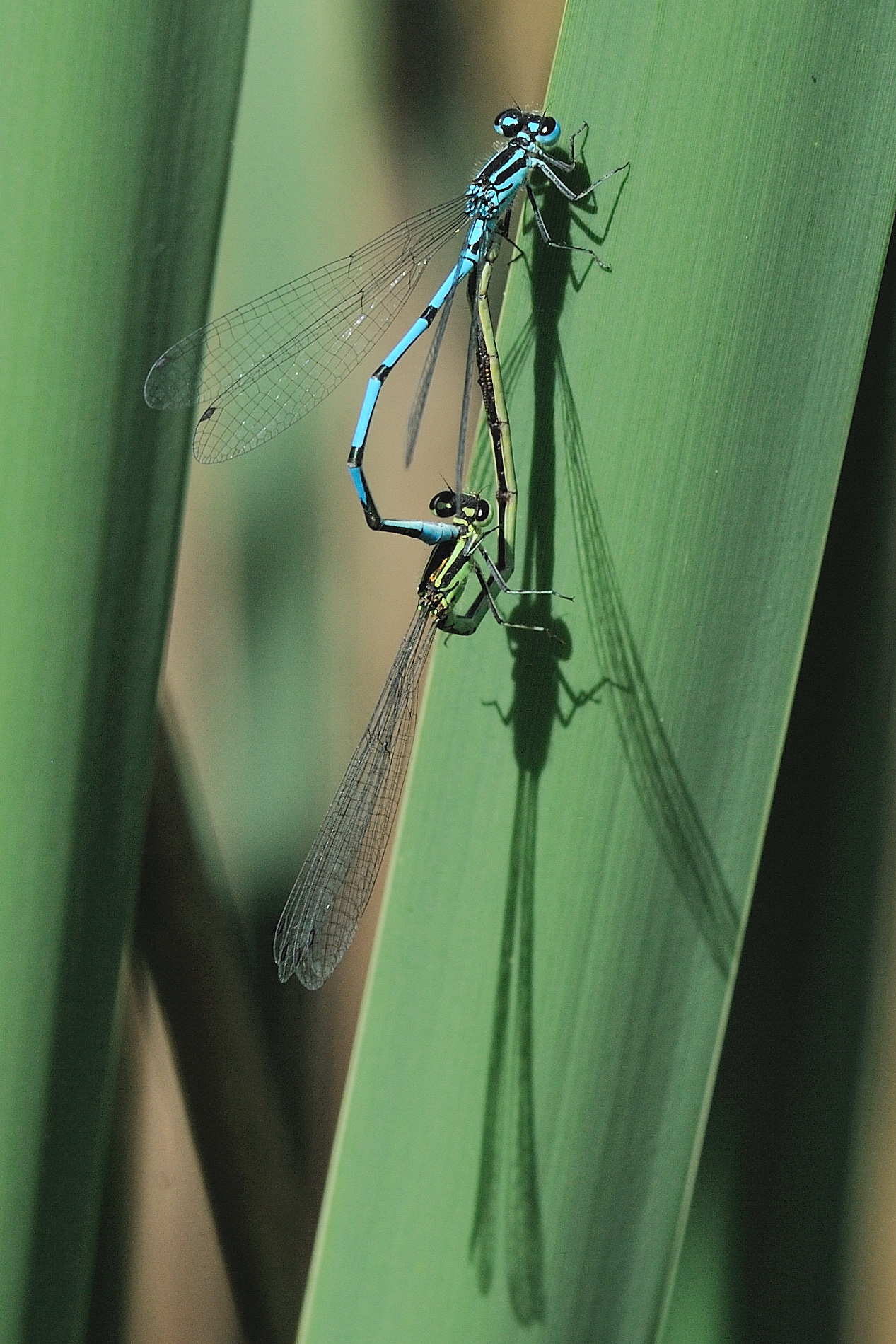 Coenagrion puella
