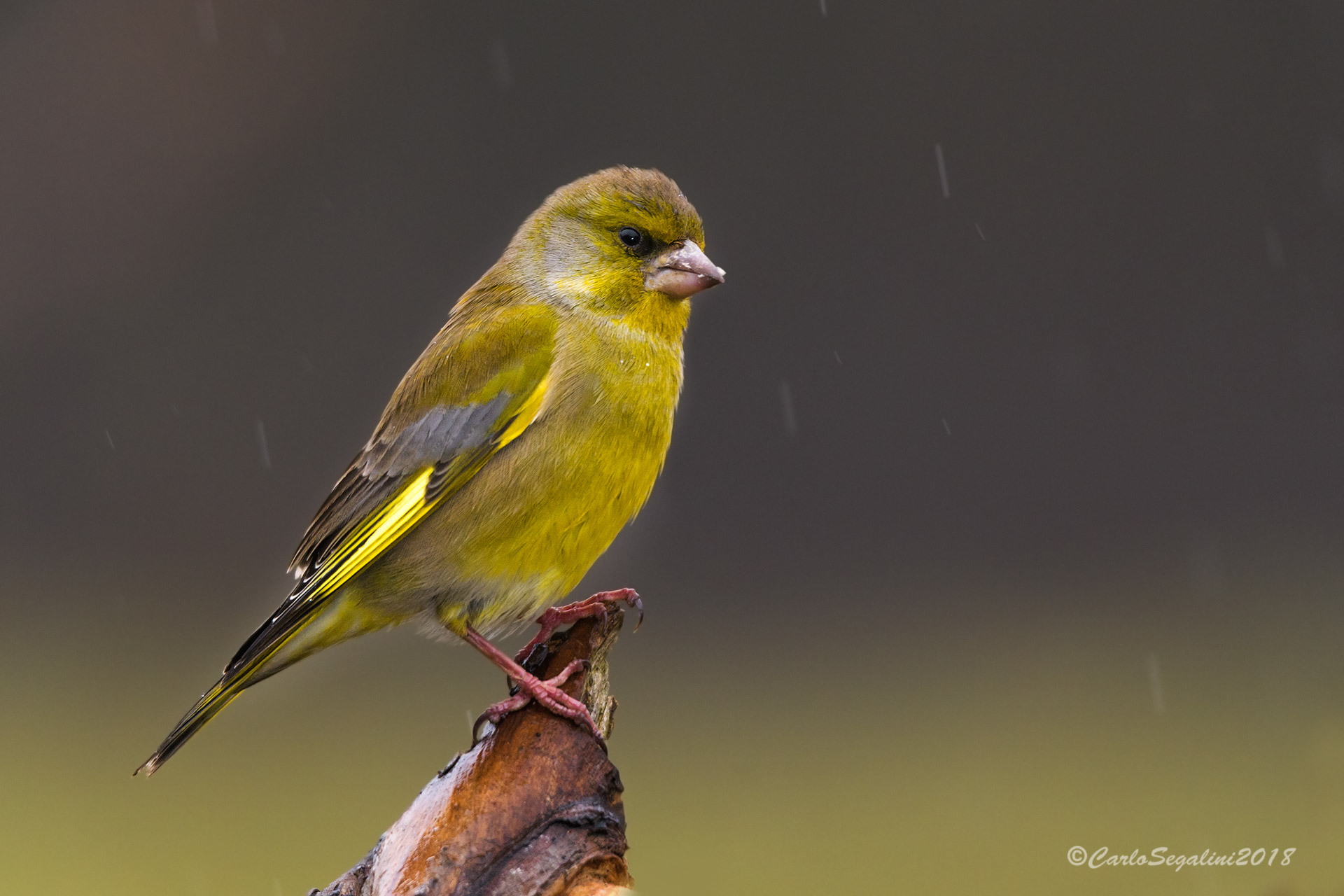 Rain thief government