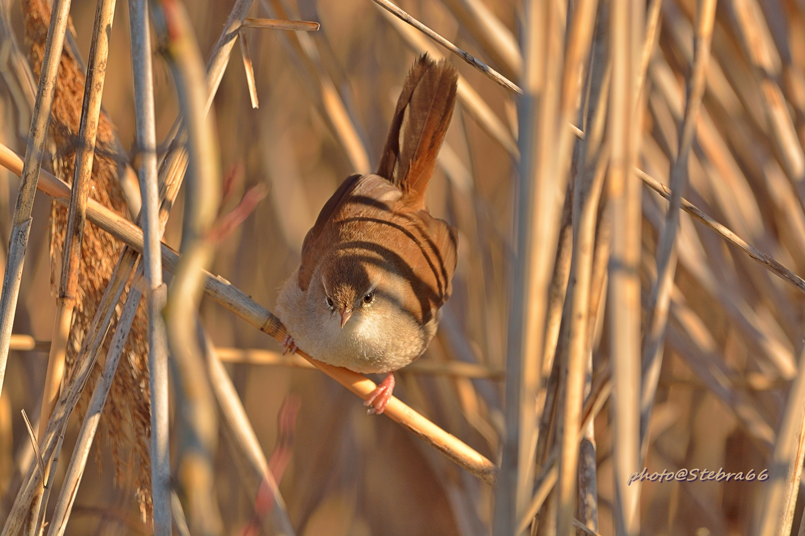 Il folletto del canneto