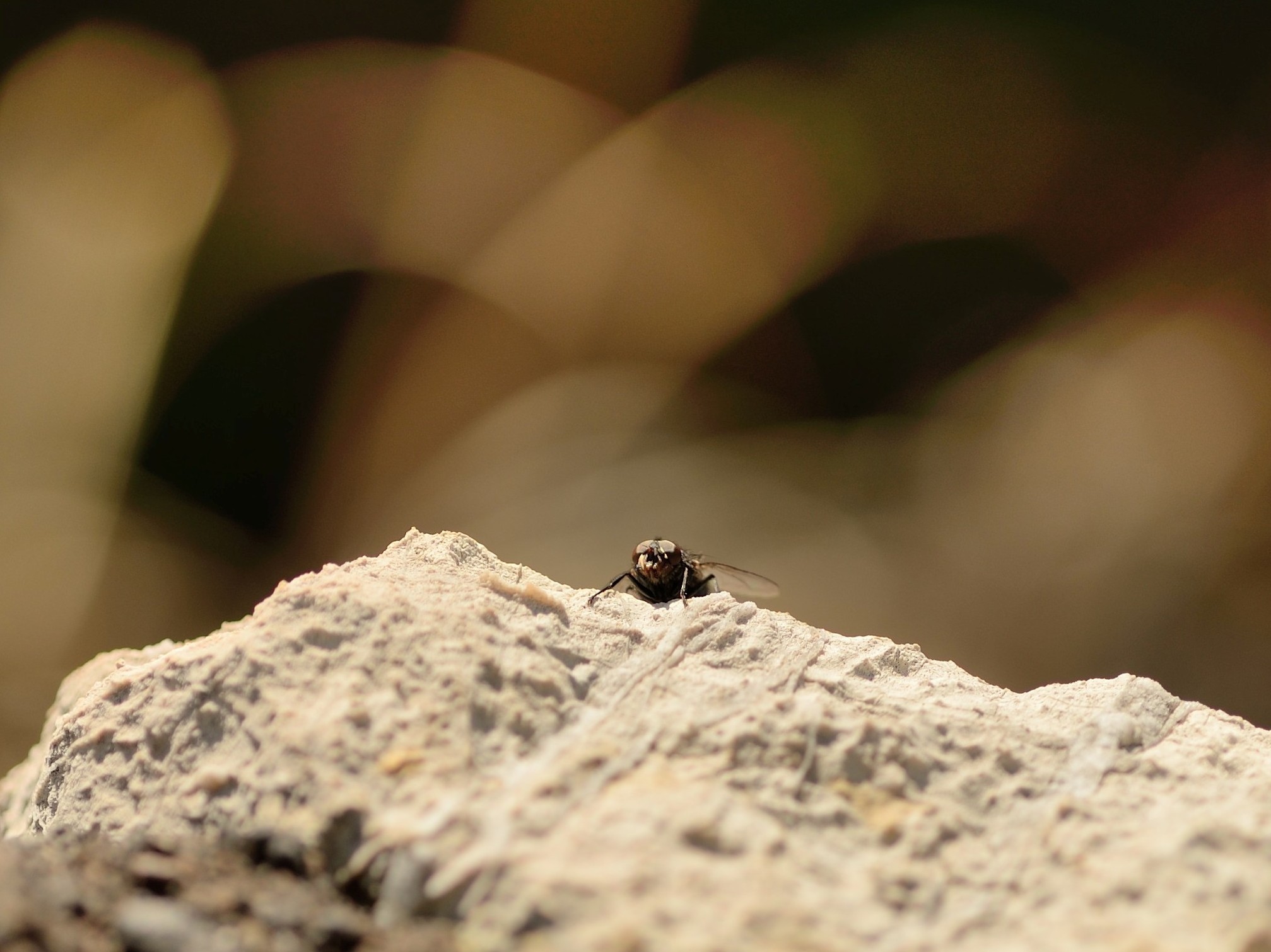 Ma quanto é dura la salita