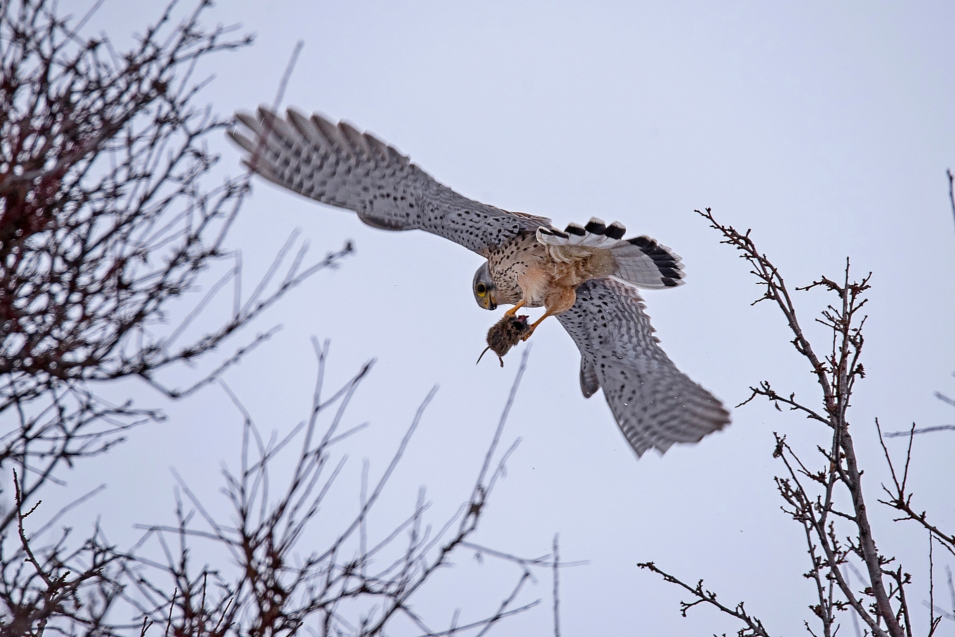 Gheppio comune (Falco tinnunculus)