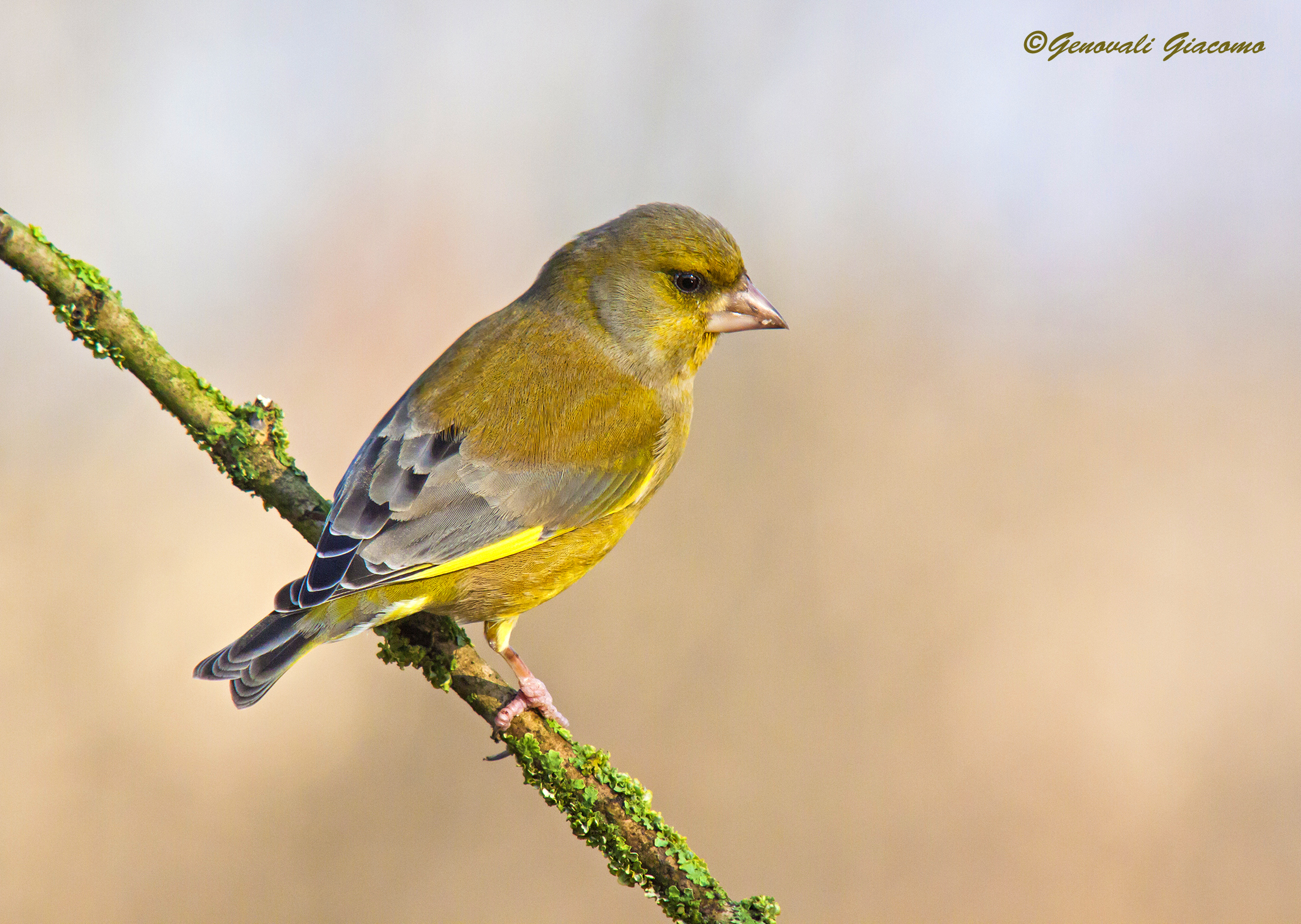 greenfinch