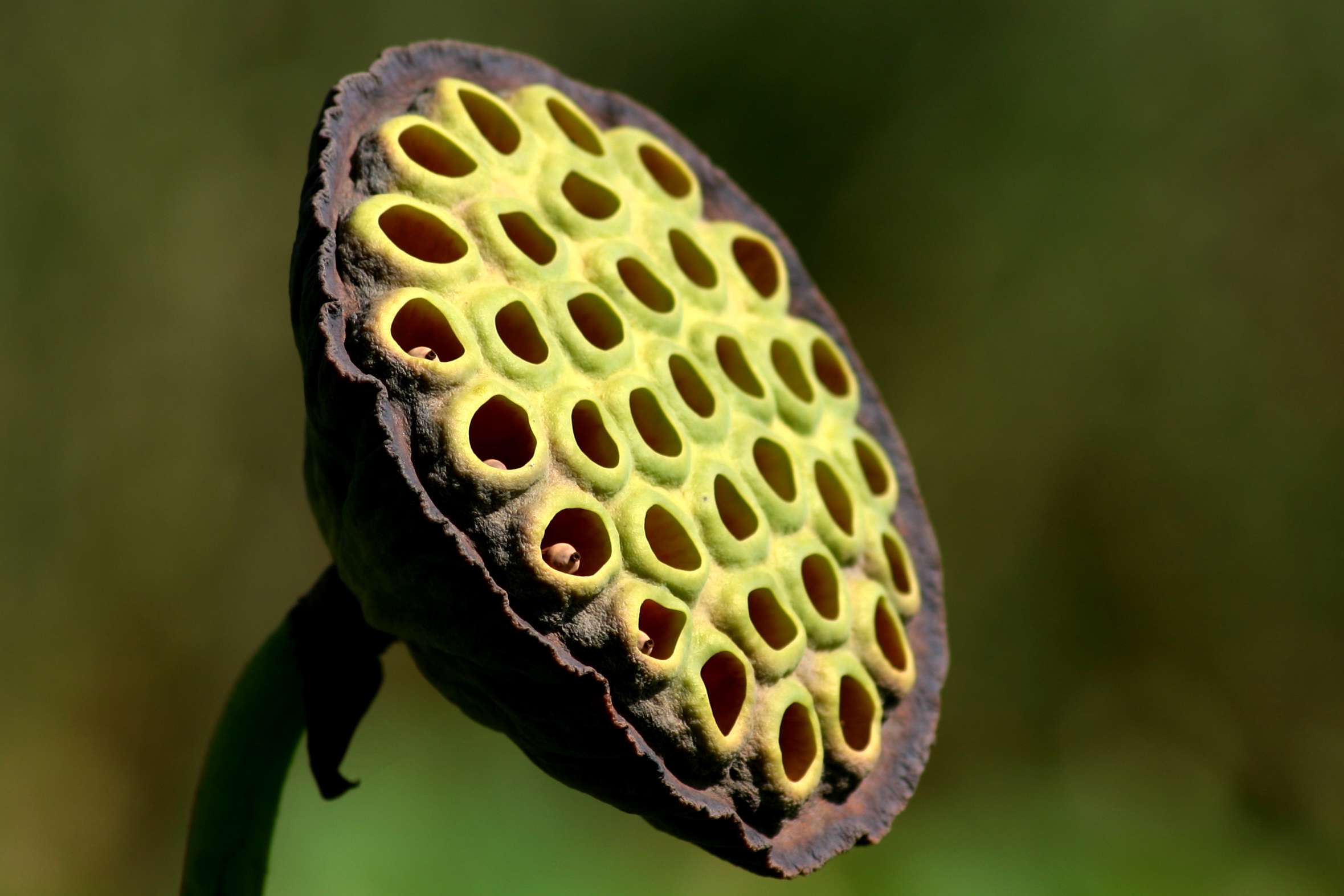 what remains of the lotus flower