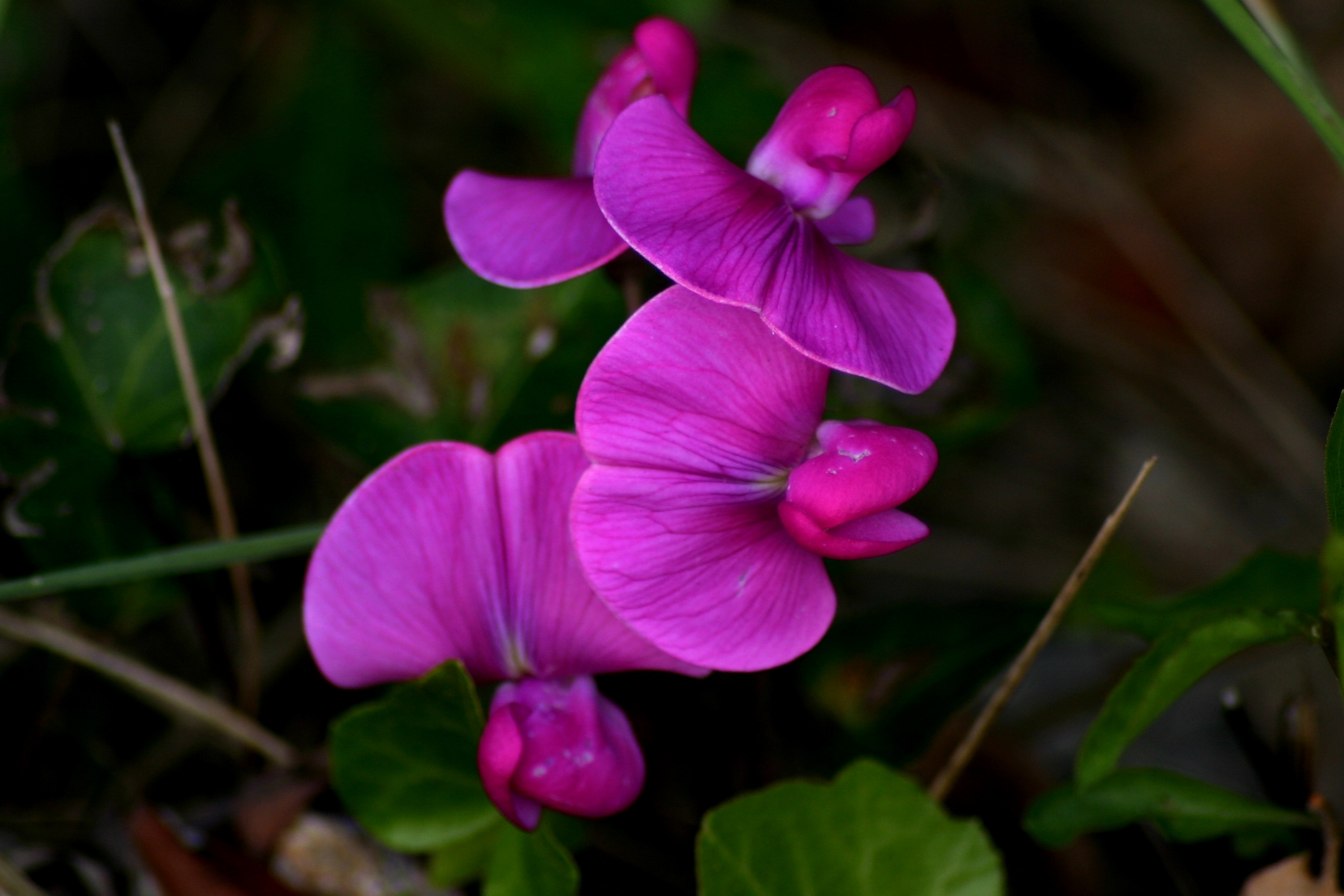 the violet flower