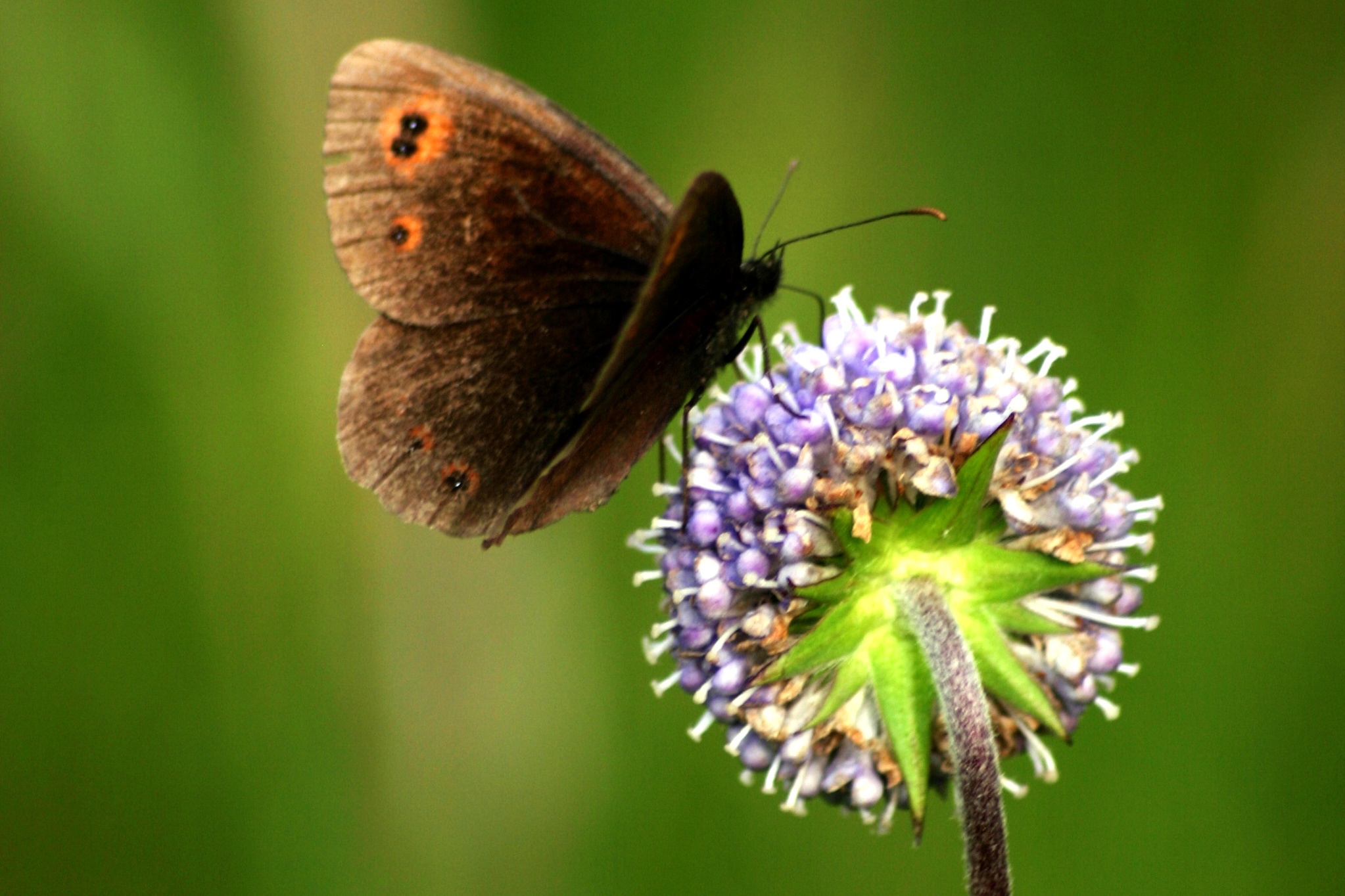 the butterfly on the balloon