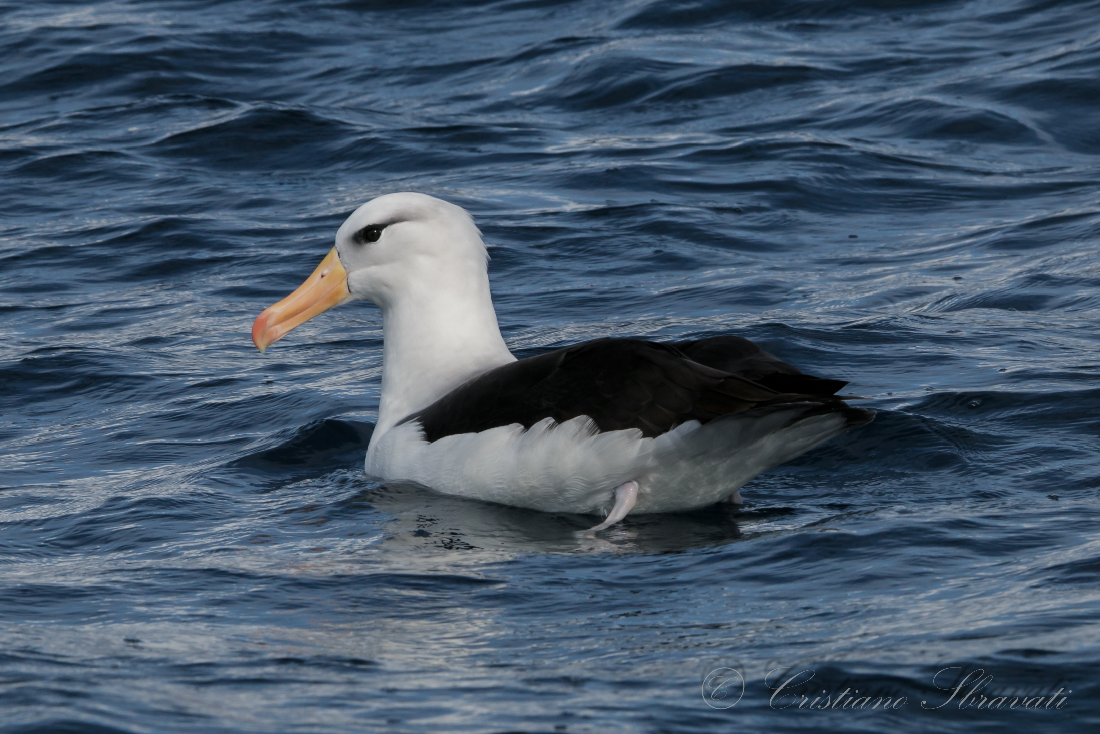 Black-Browed Albatross ad