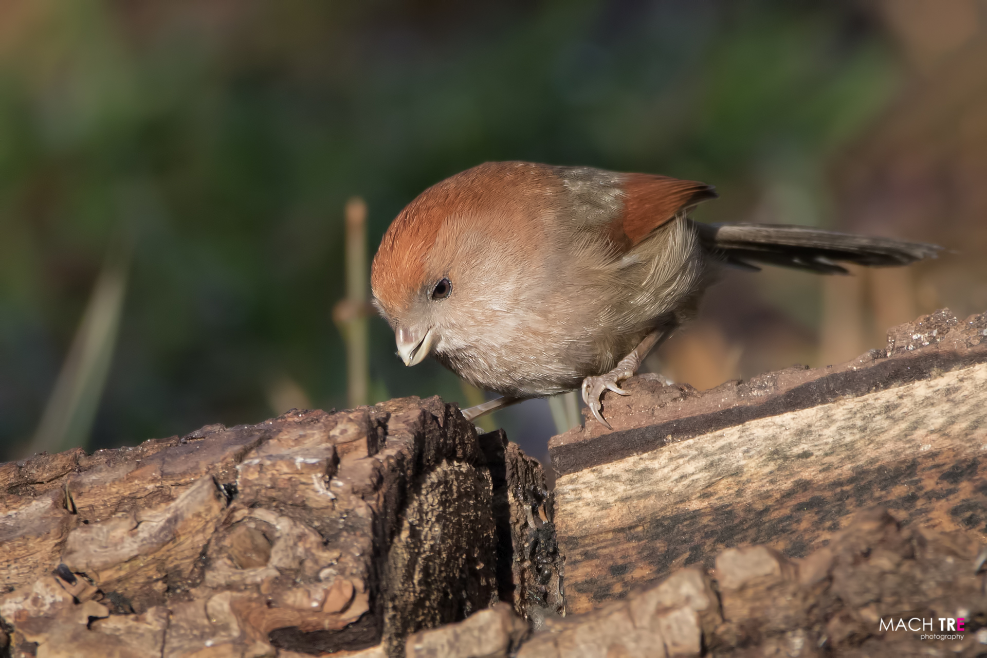 Webb Panuro (Paradoxornis webbianus)