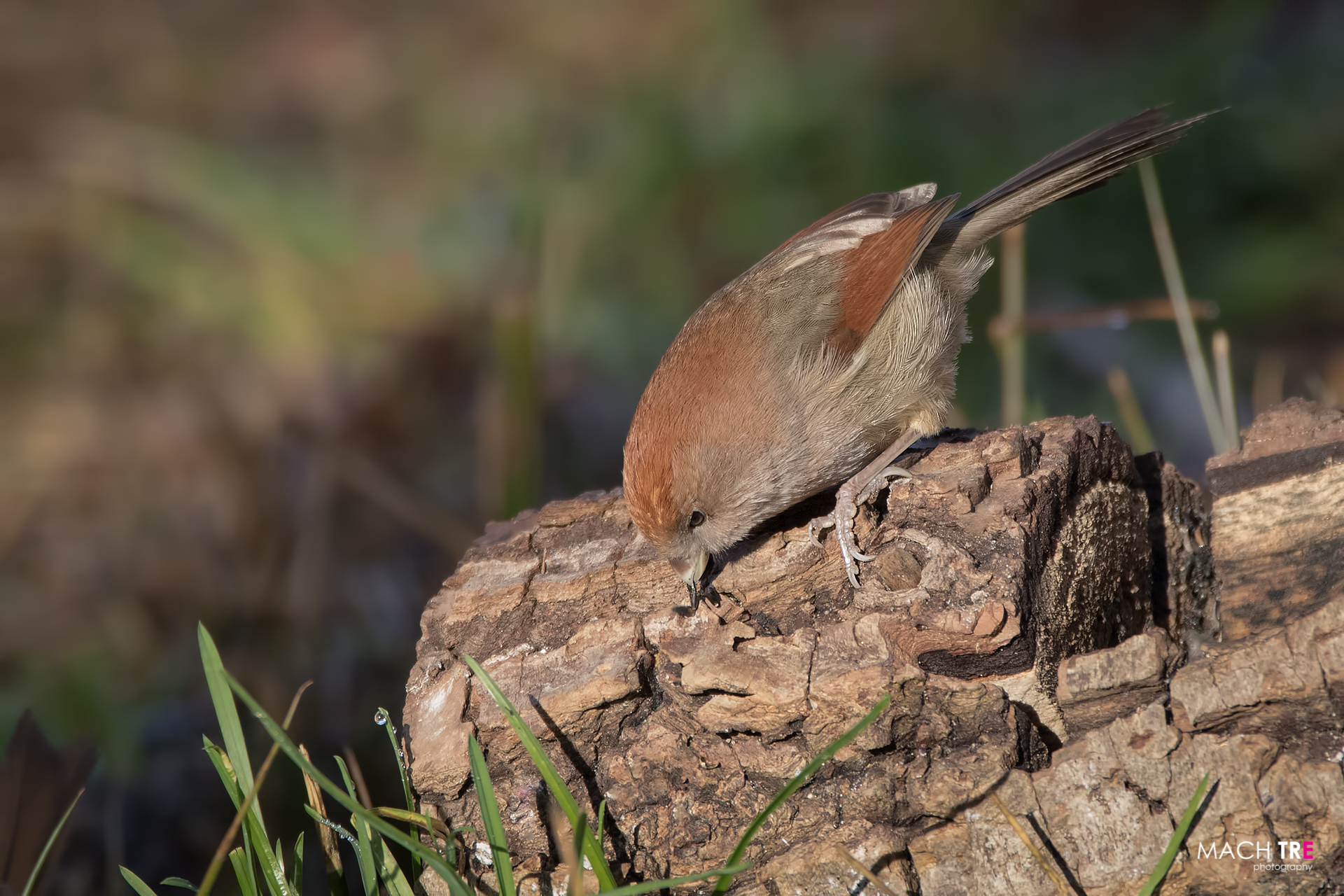 Webb Panuro (Paradoxornis webbianus)