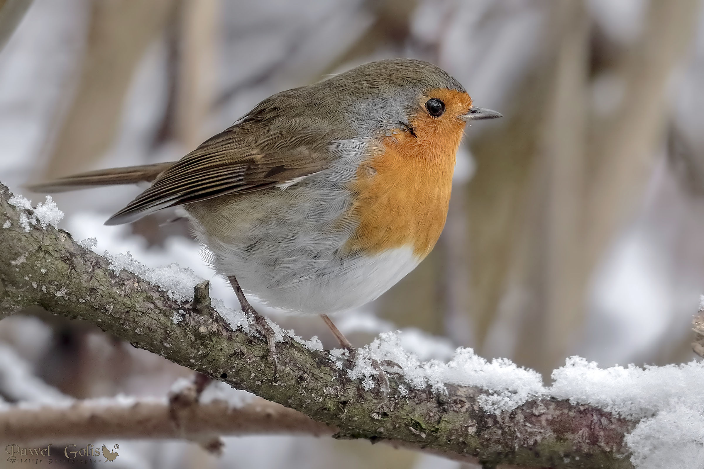 Winter Robin (Erithacus rubecula)