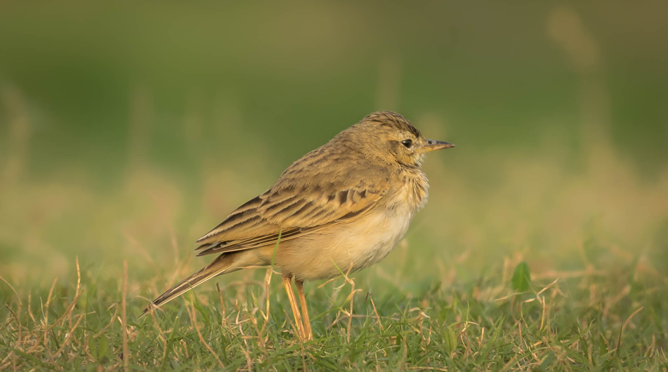 Pipit