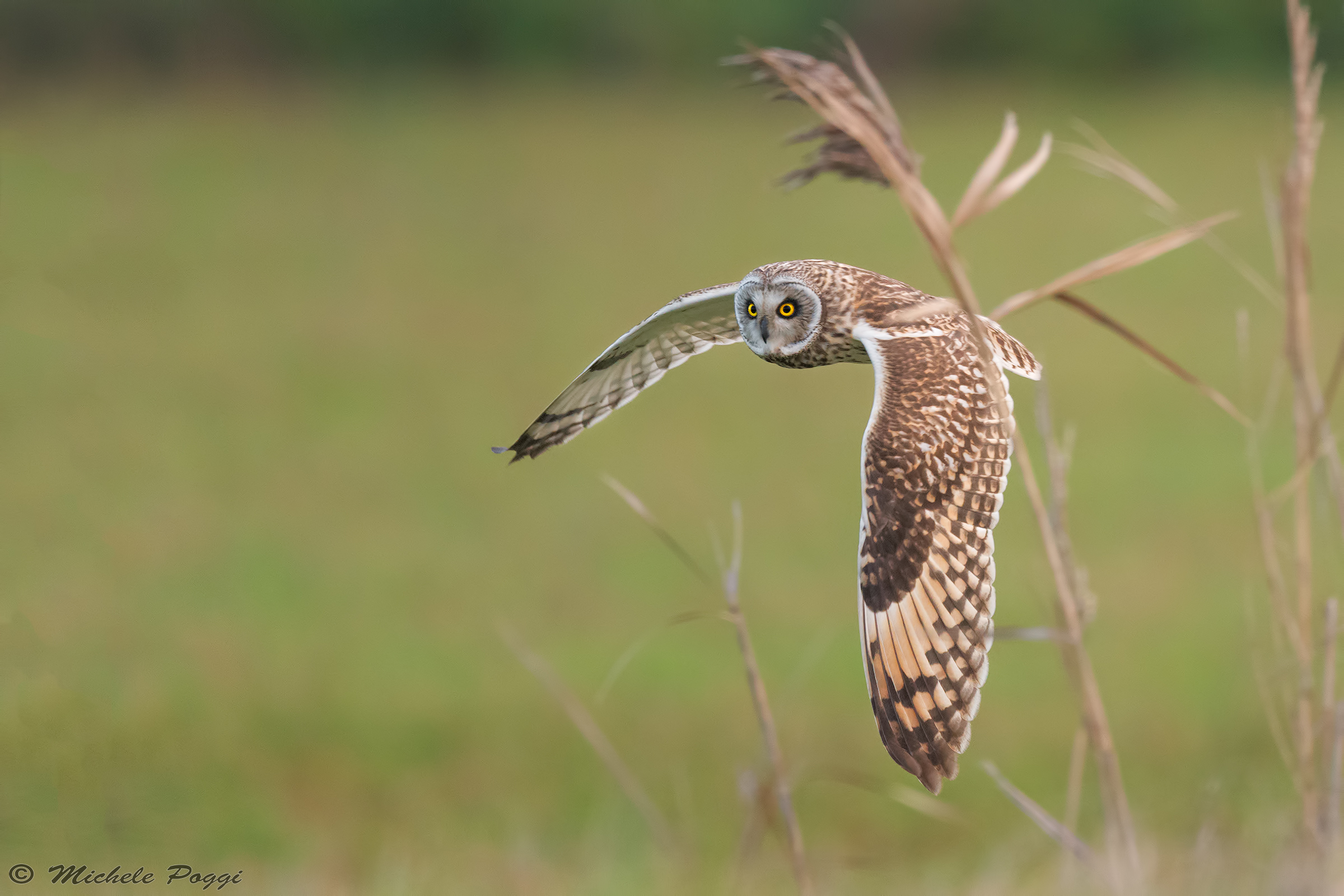 Asio flammeus