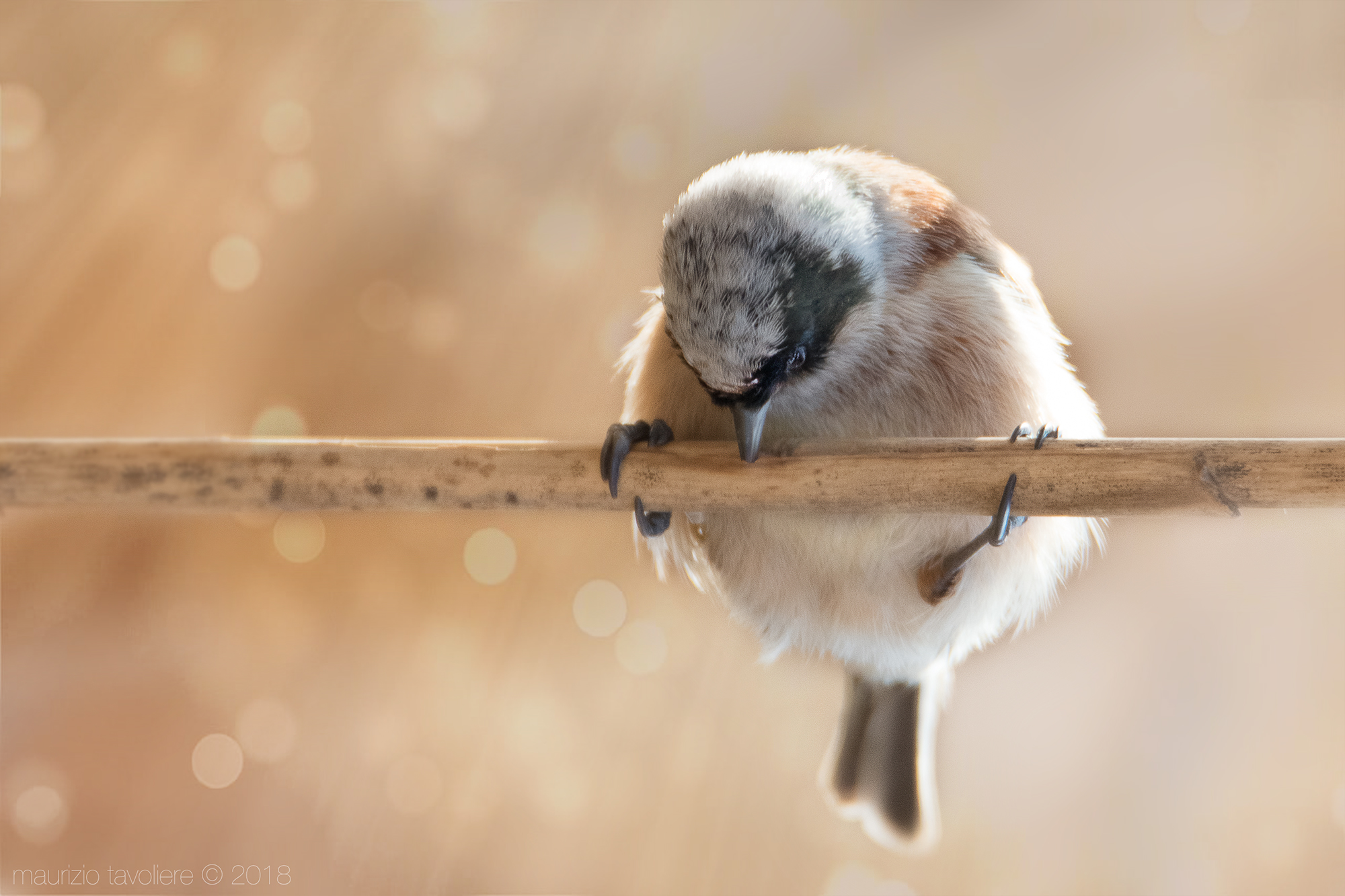 Pendolino for lunch ..