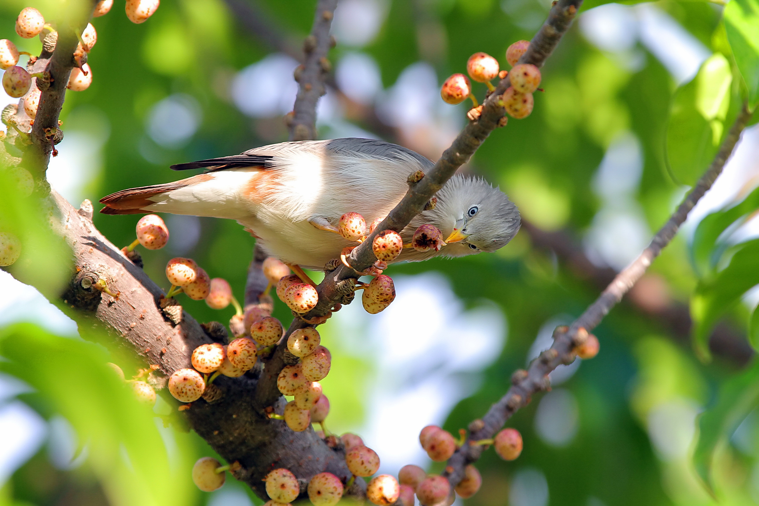 White-Cheeked Starling