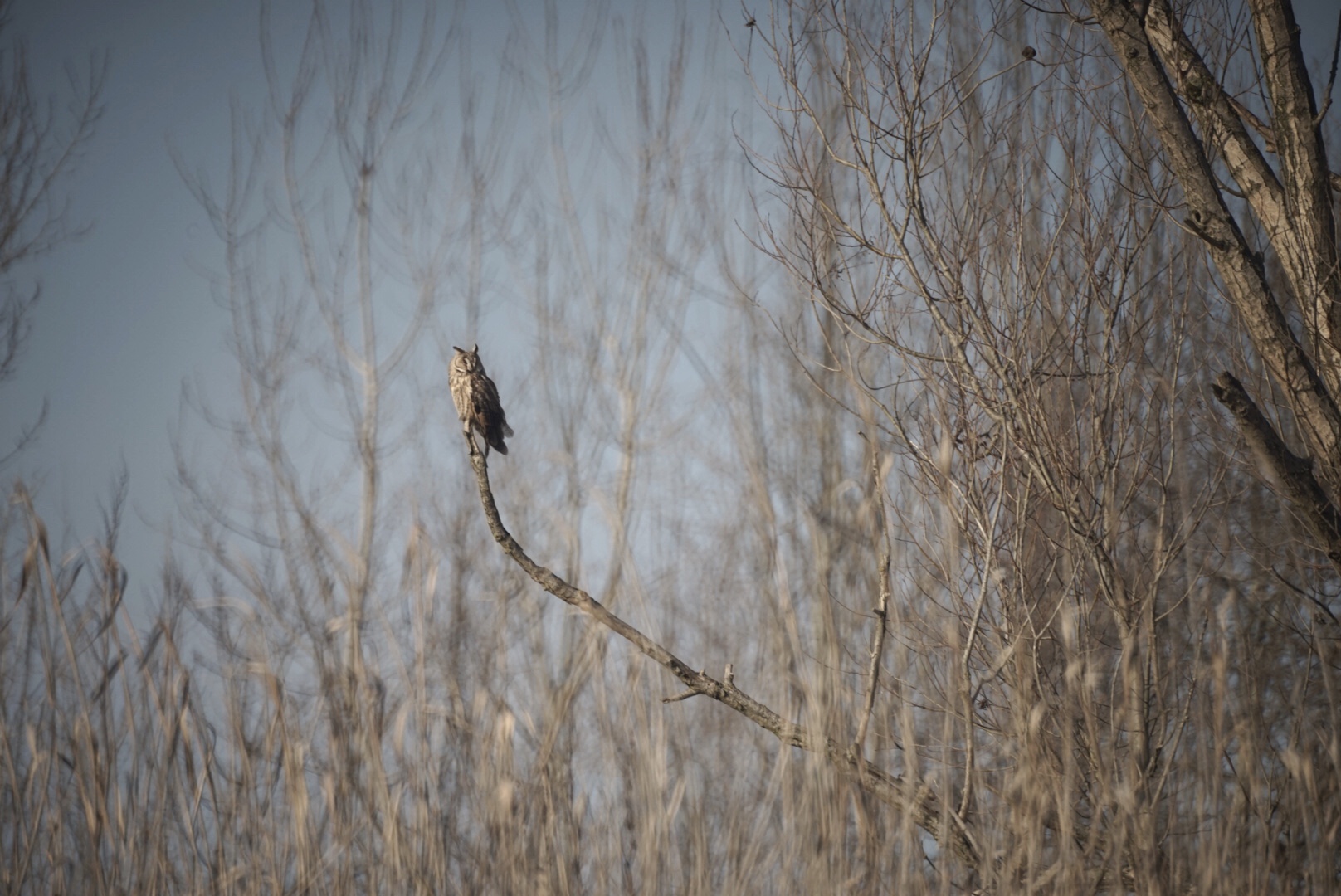 Gufo comune rive fiume Po