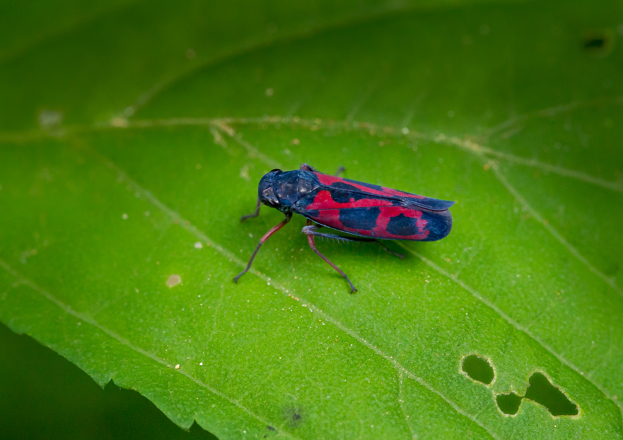 Cicadellidae