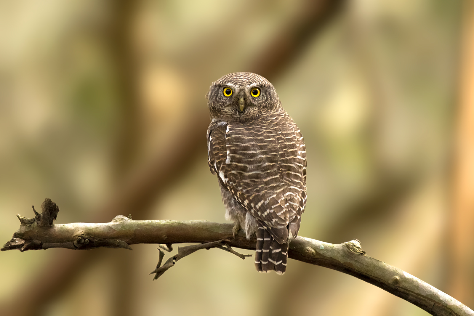 Barred Jungle Owlet