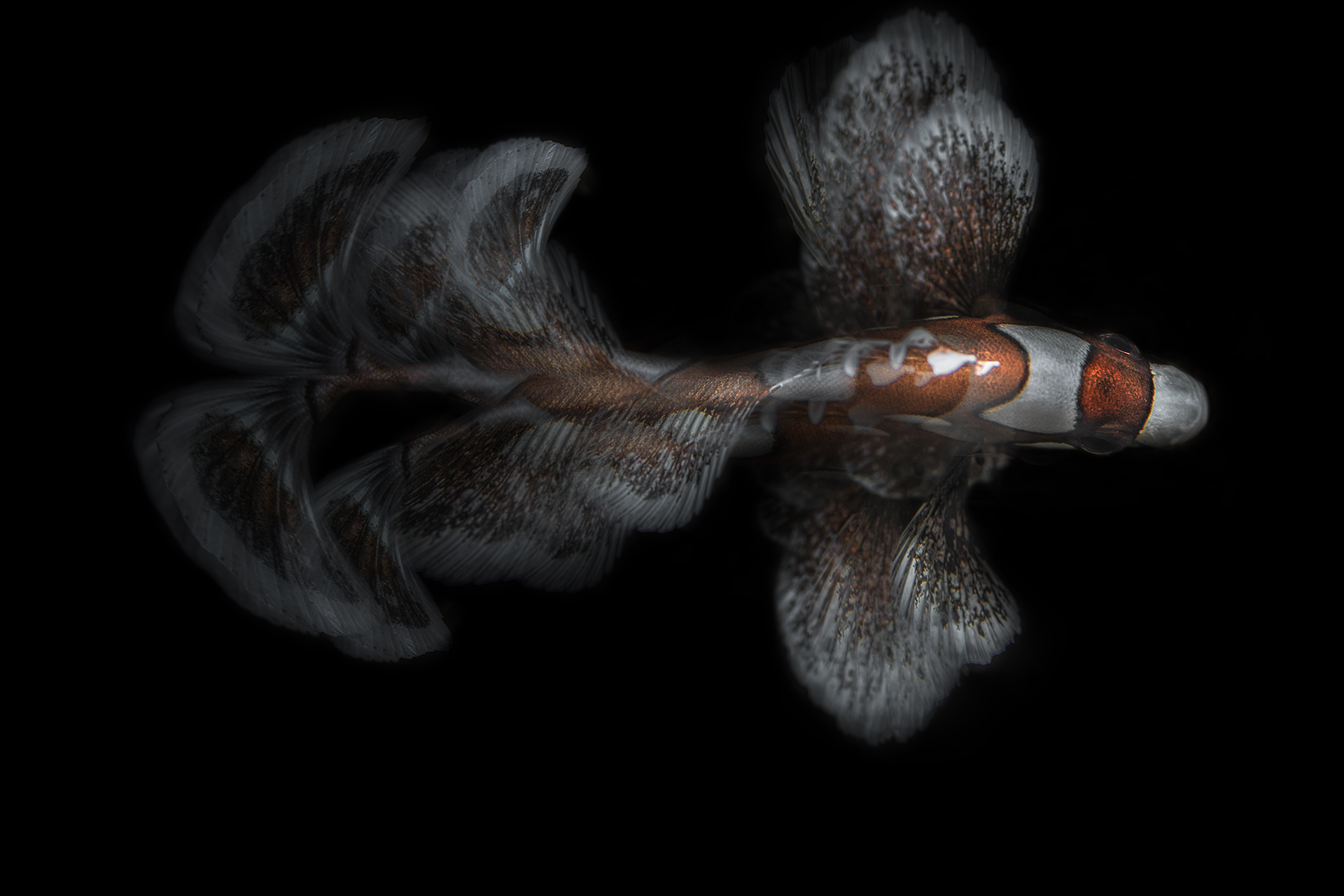 Plectorhinchus chaetodonoides, juvenile