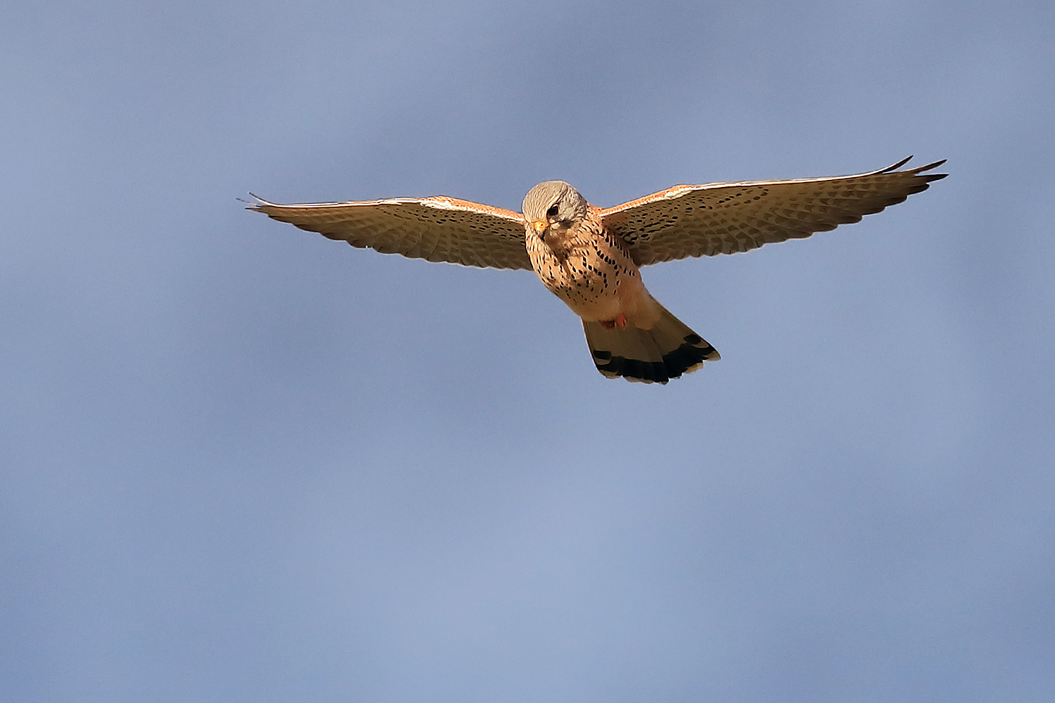 Lesser Kestrel.