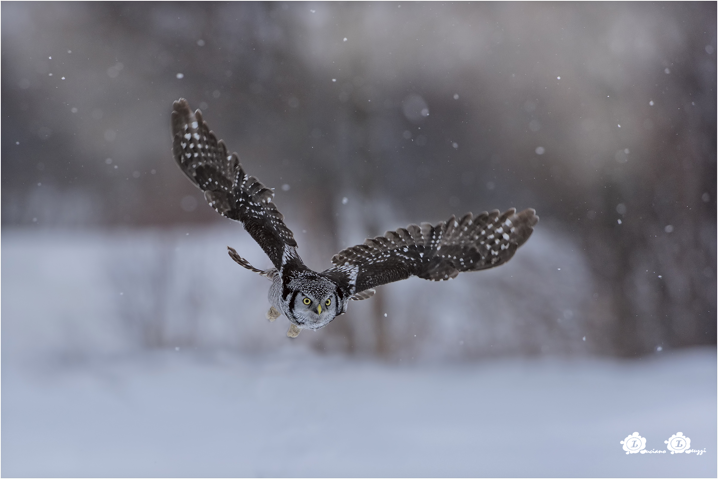 the snow has returned and ...