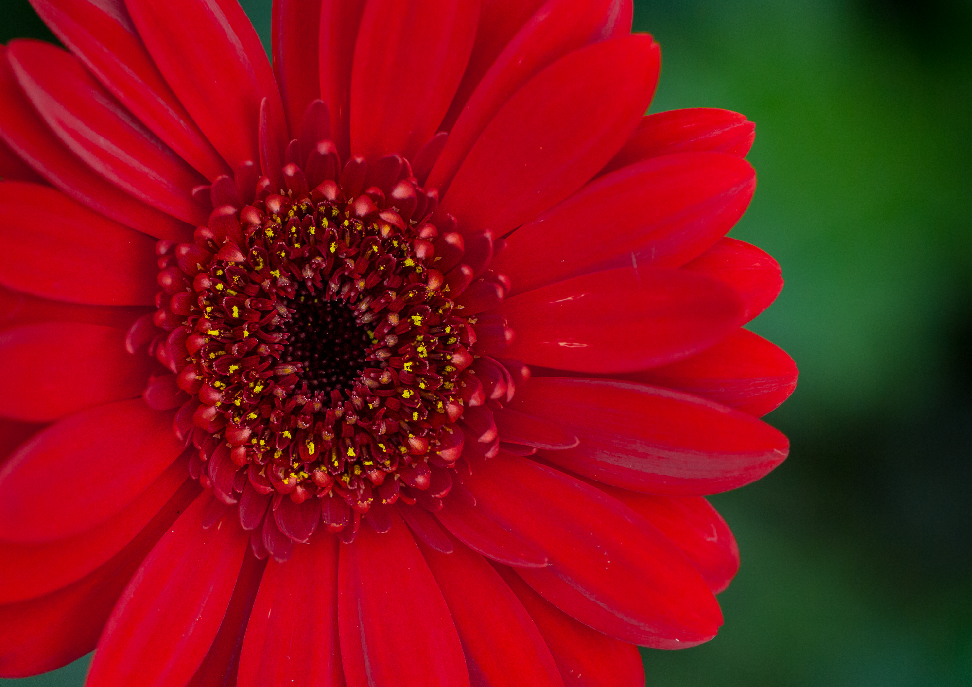 Gerberas de Holambra